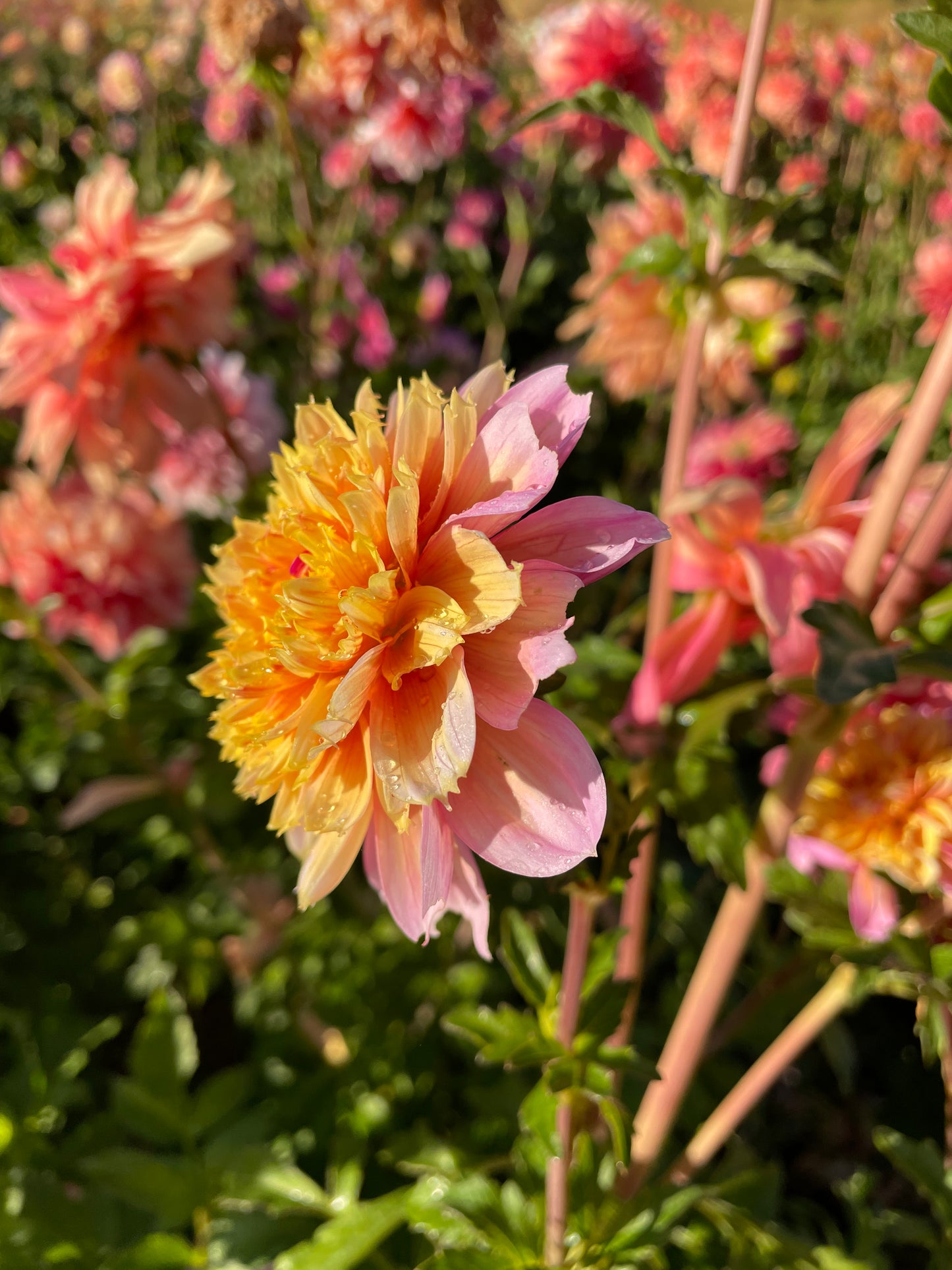 Lifestyle Dahlia Tuber