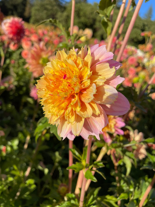 Lifestyle Dahlia Tuber