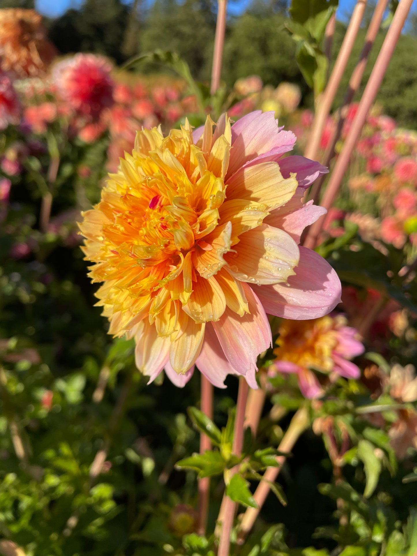 Lifestyle Dahlia Tuber