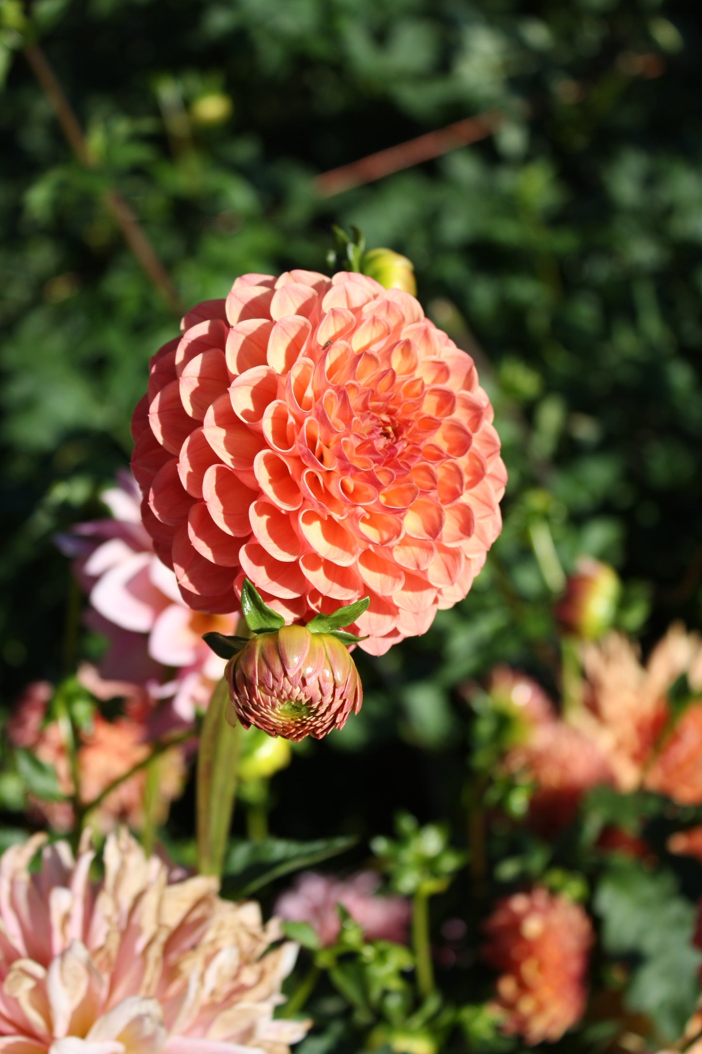 Robin Hood Dahlia Tuber