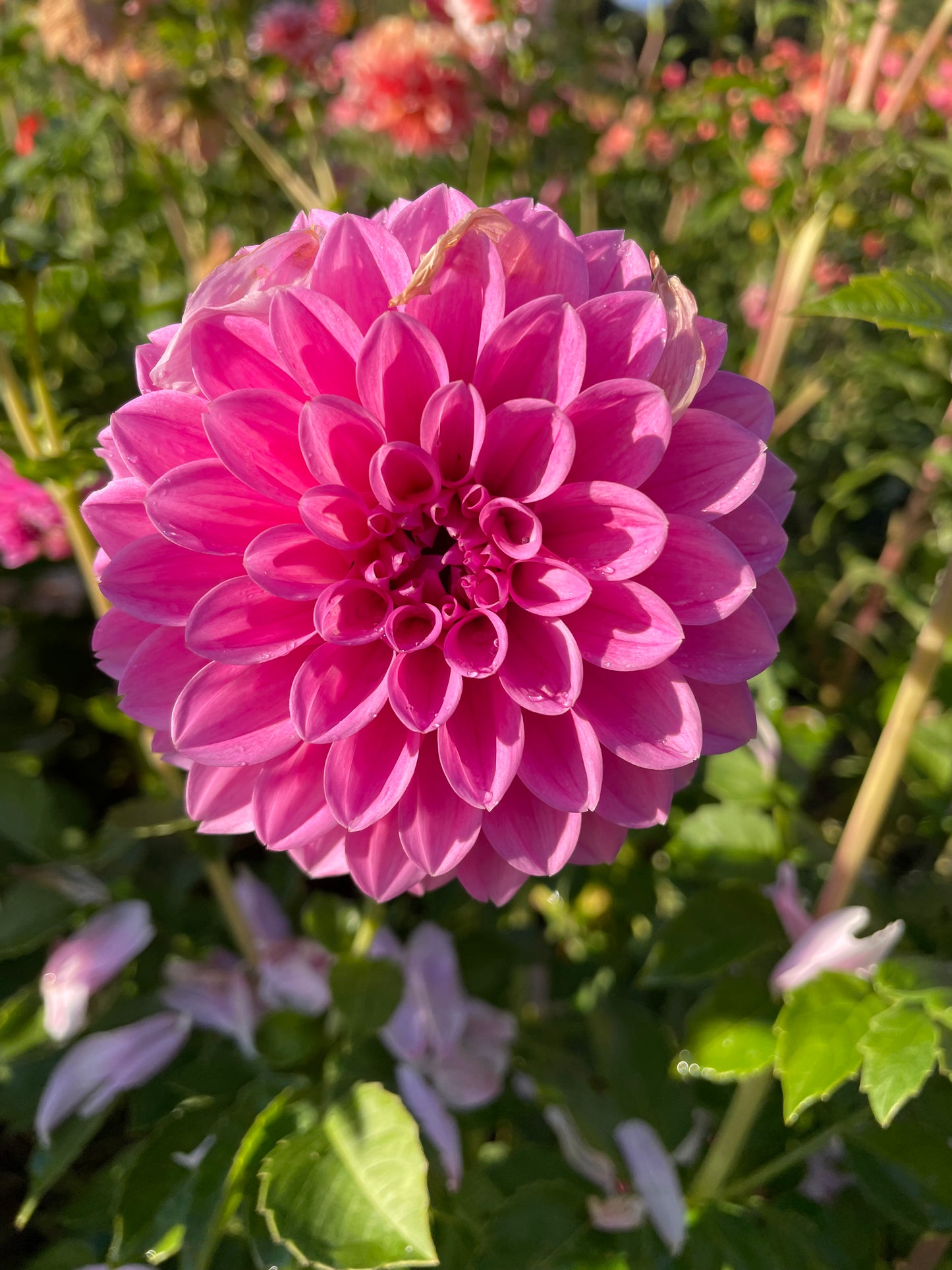 Sweet Fabienne Dahlia Tuber