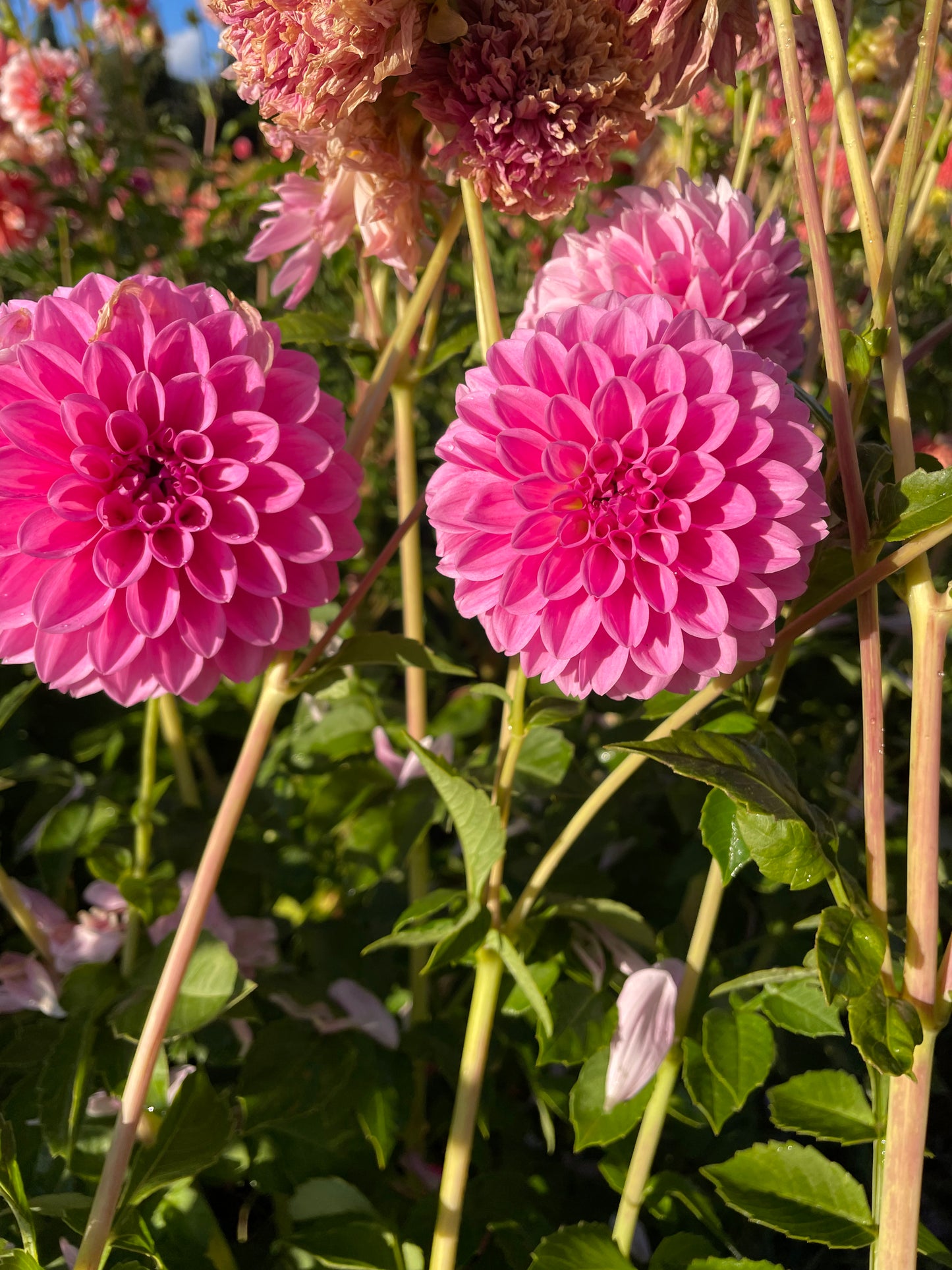 Sweet Fabienne Dahlia Tuber