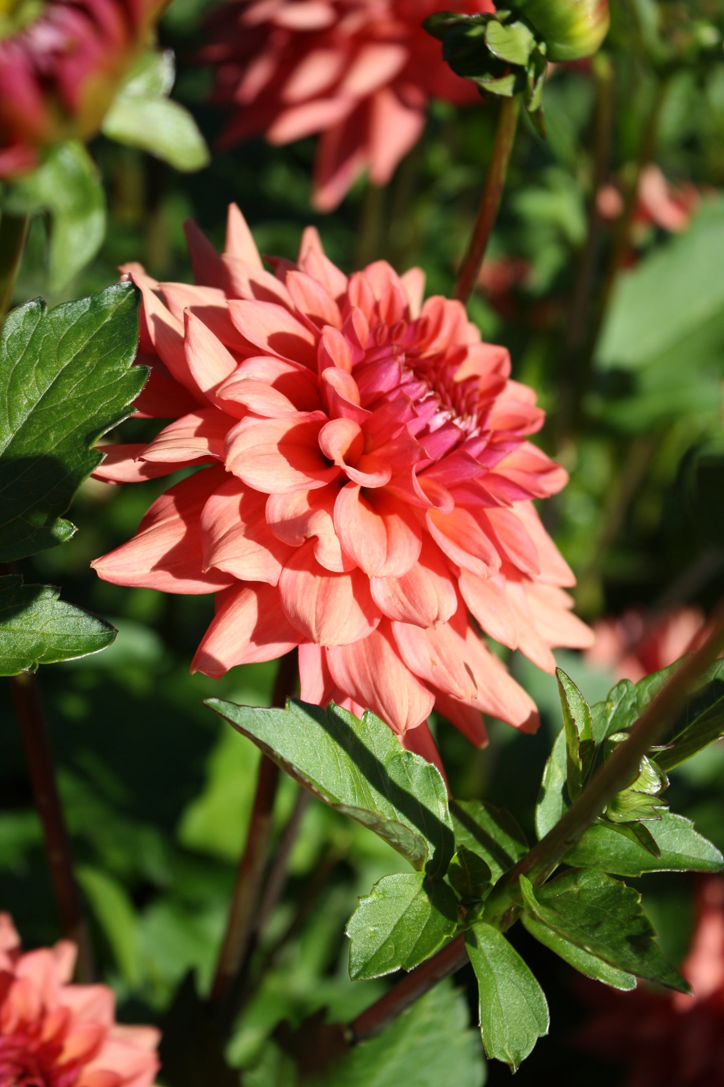 Mystique Dahlia Tuber