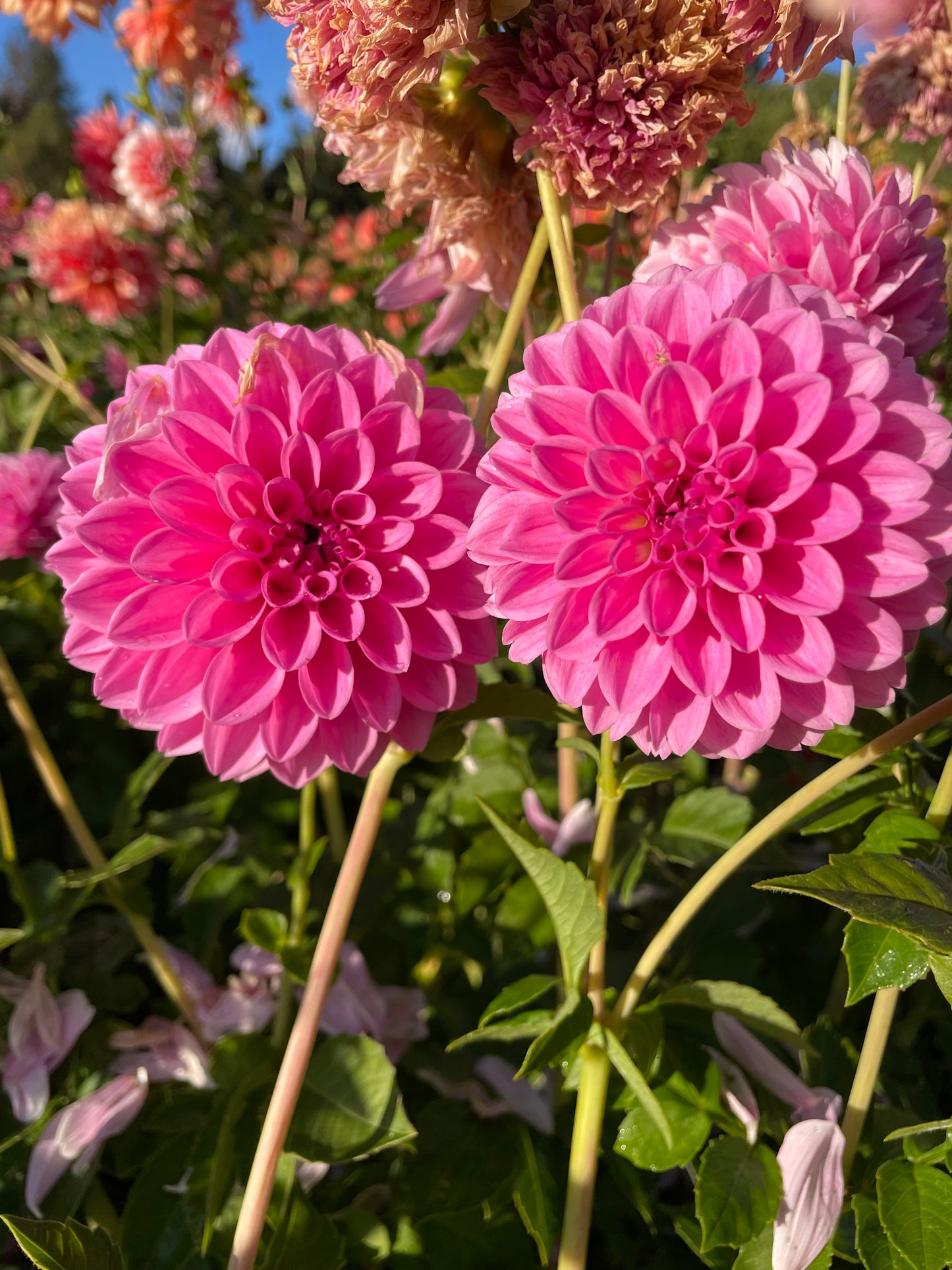 Sweet Fabienne Dahlia Tuber