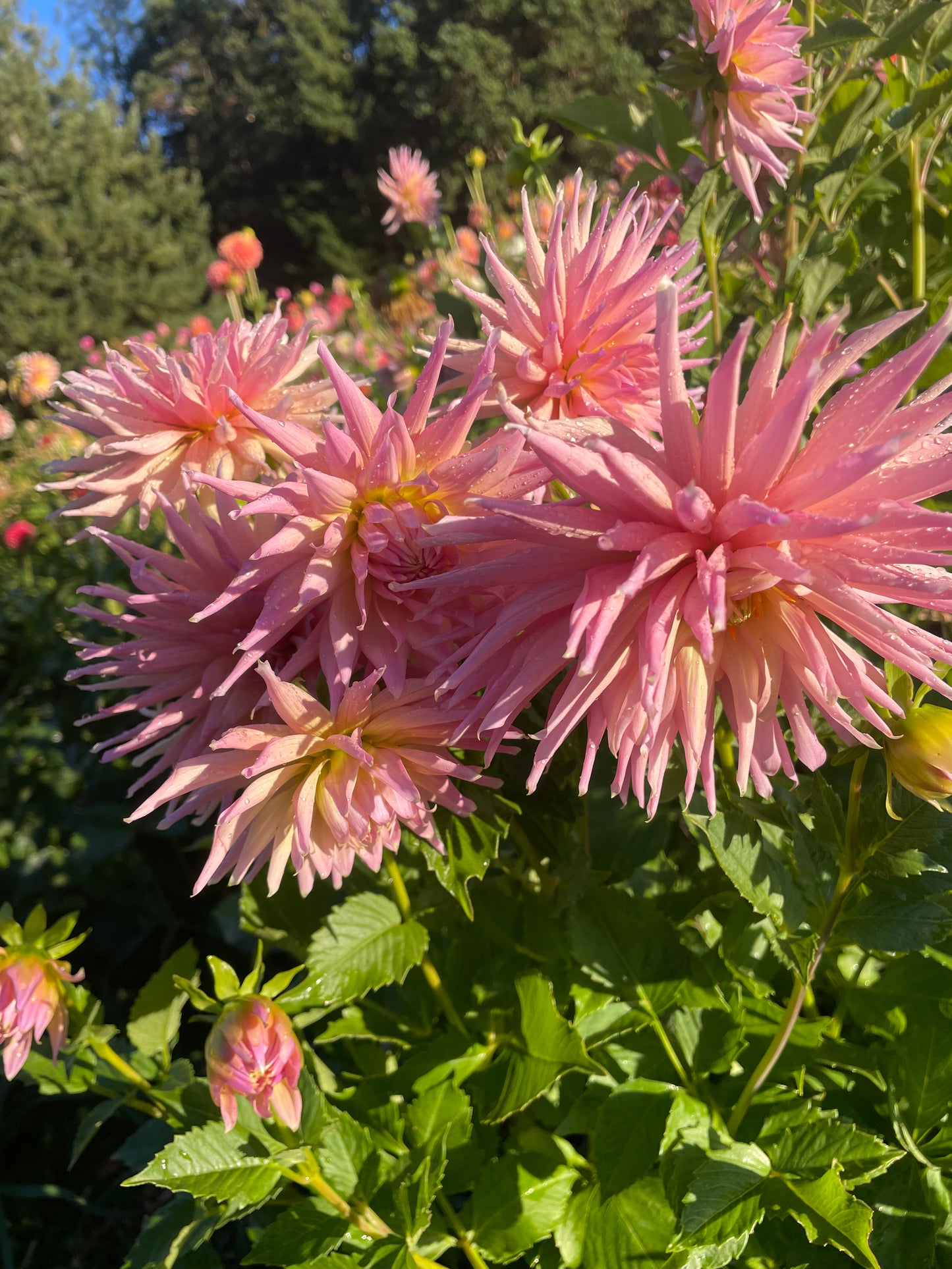 Wyn's Mauve Mist Dahlia Tuber