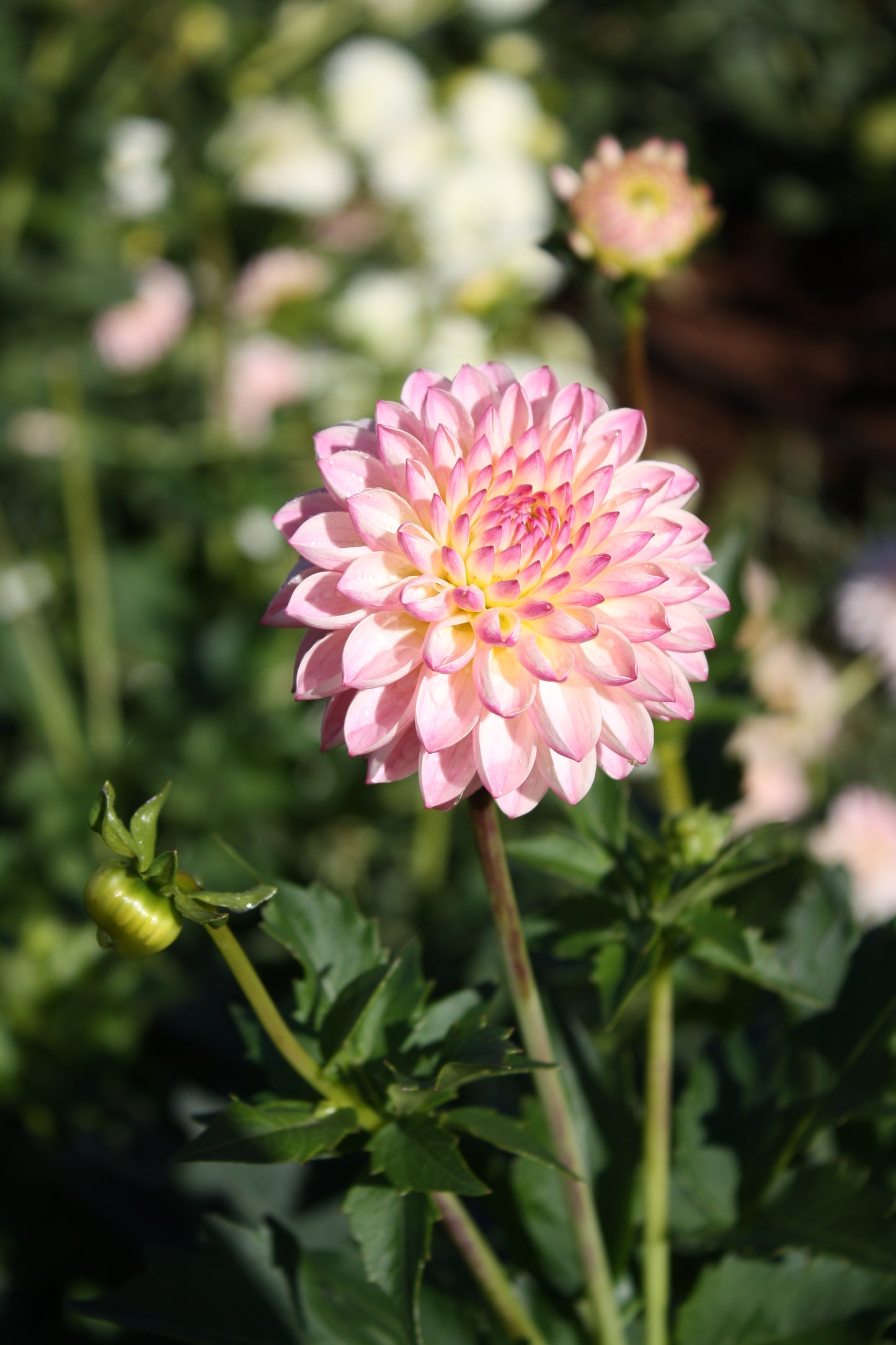 Valley Porcupine Dahlia Tuber