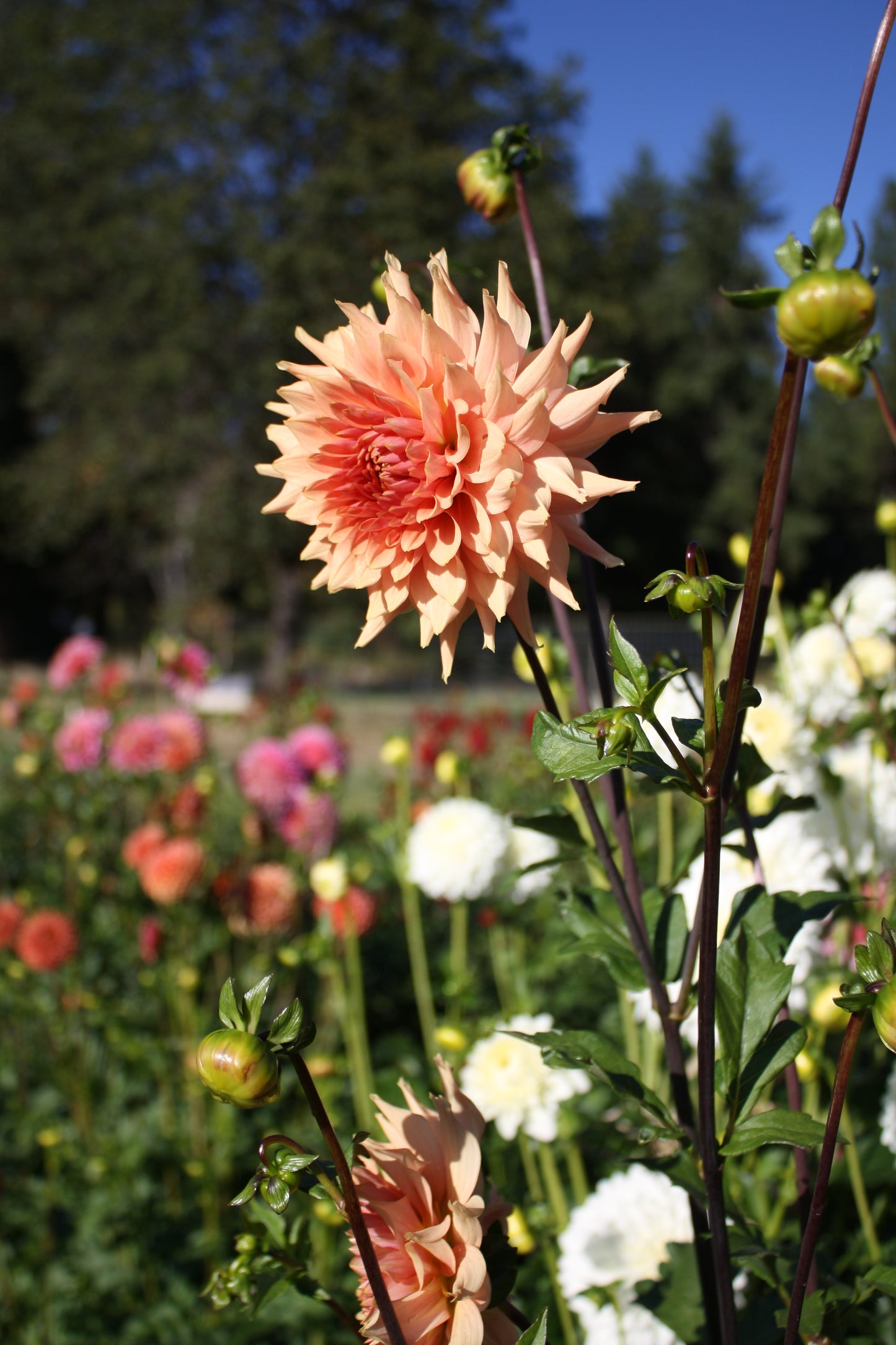 Terracotta Dahlia Tuber