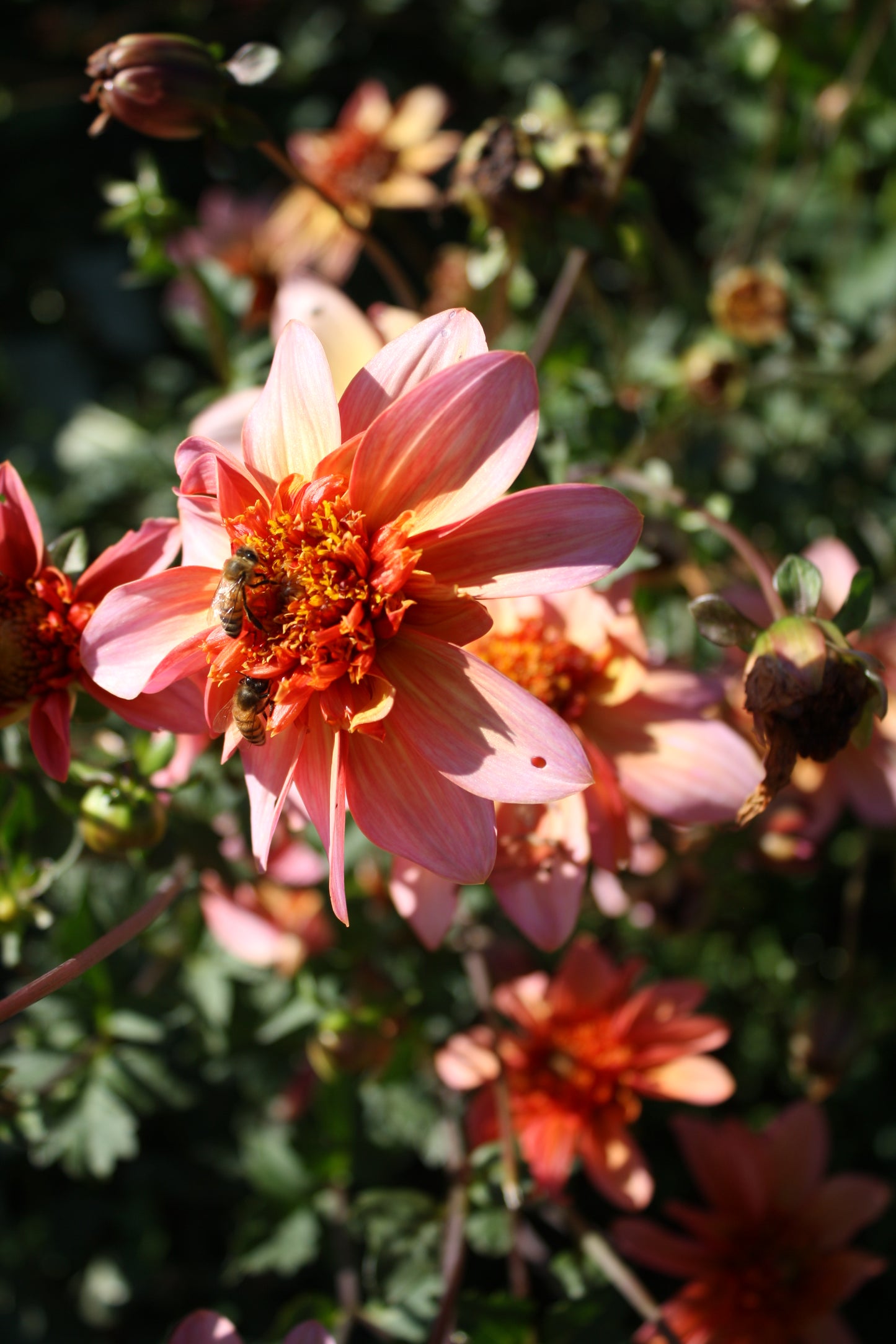 Totally Tangerine Dahlia Tuber