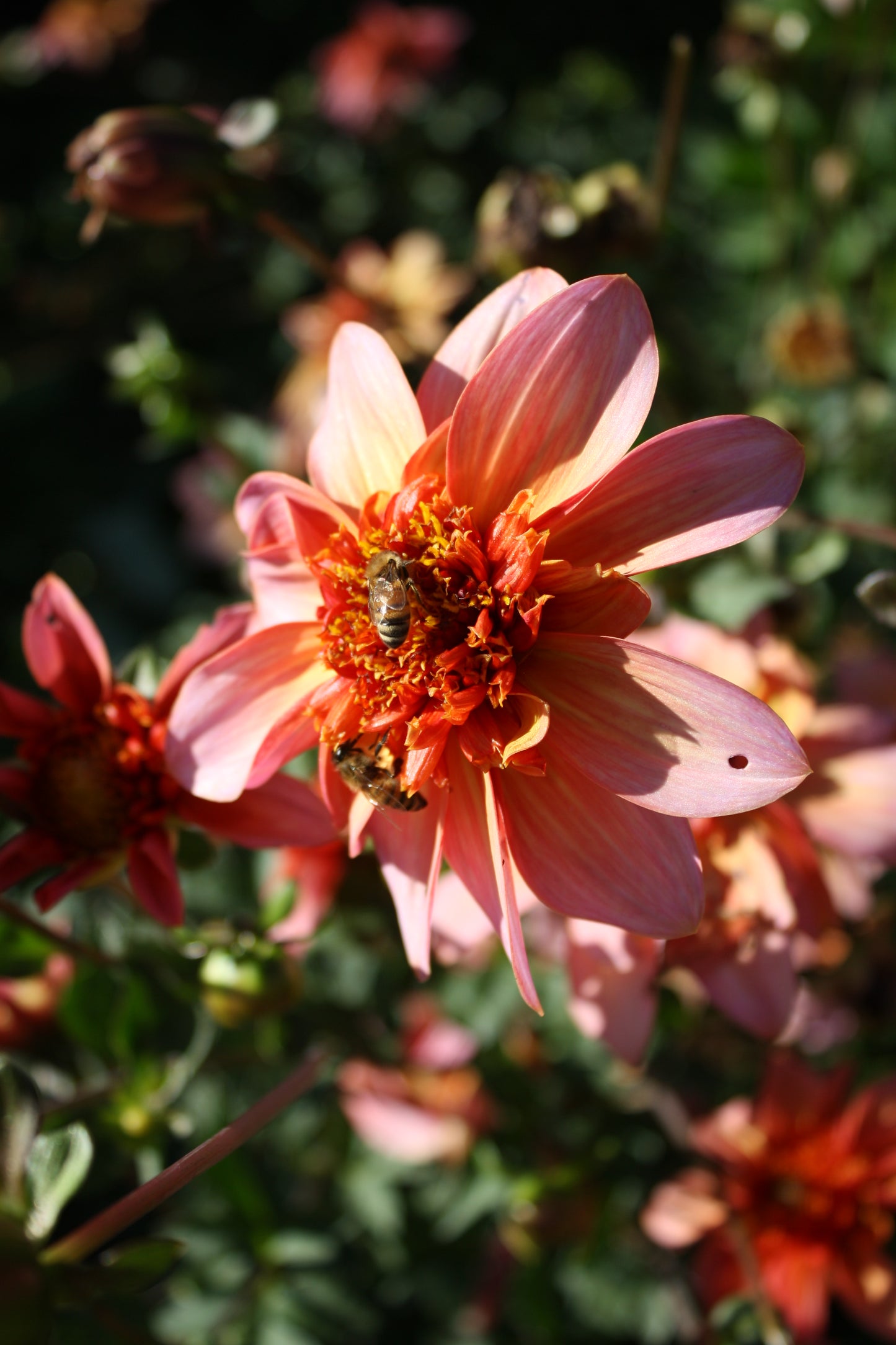Totally Tangerine Dahlia Tuber