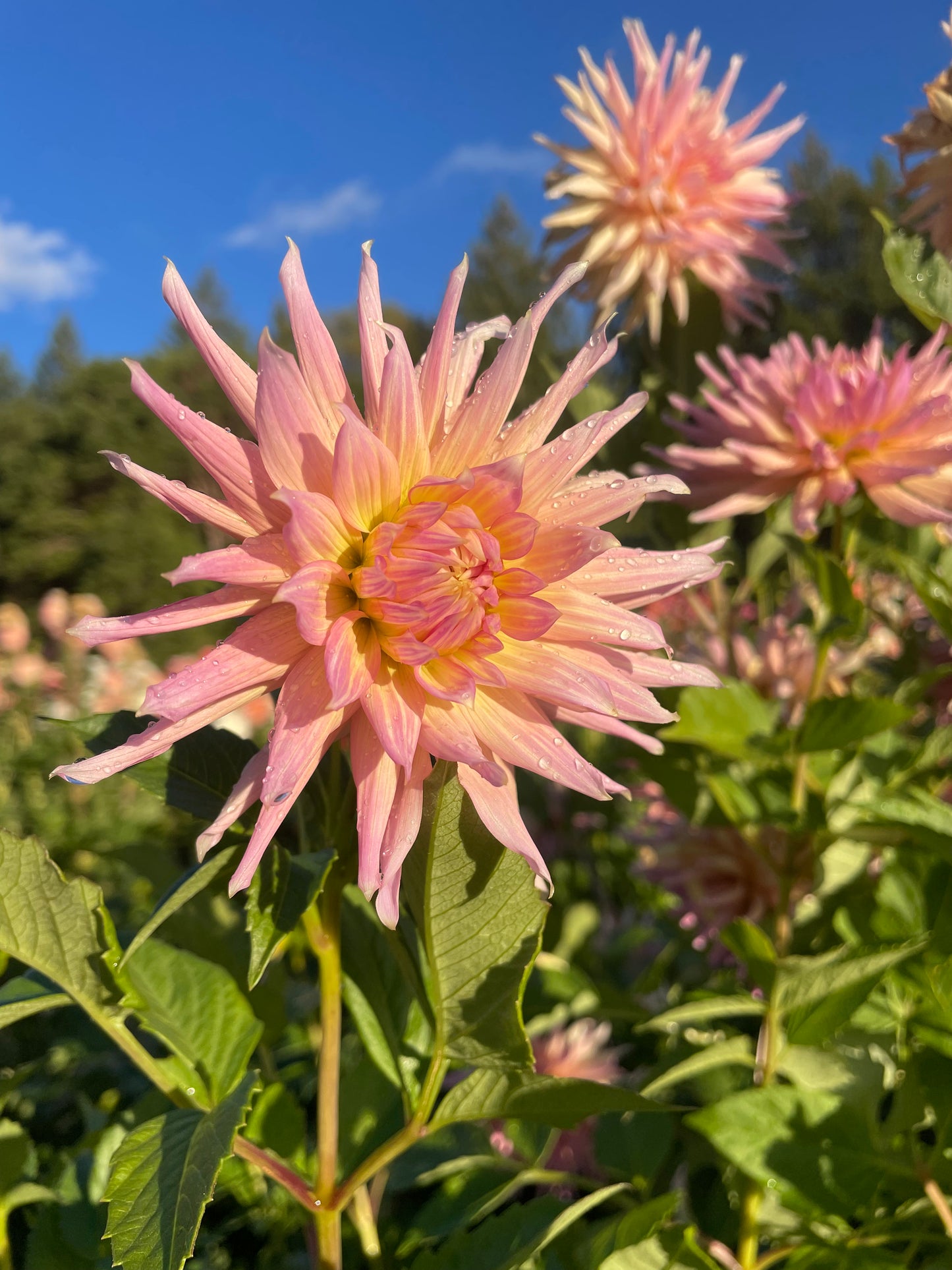 Wyn's Mauve Mist Dahlia Tuber