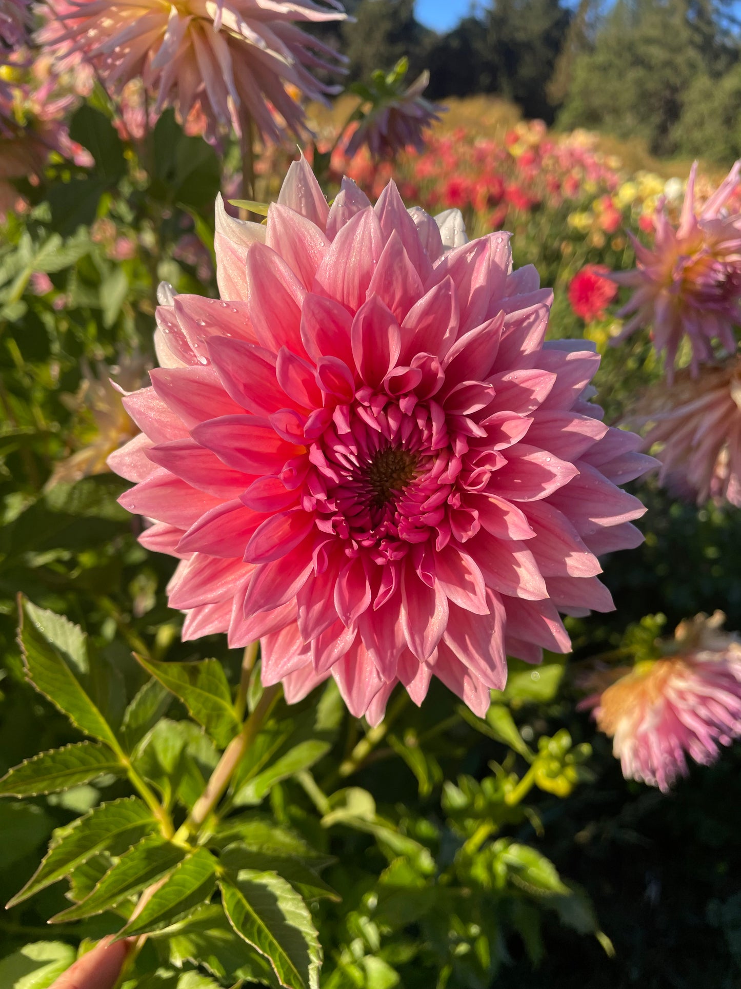 Wyn's Pink Pearl Dahlia Tuber
