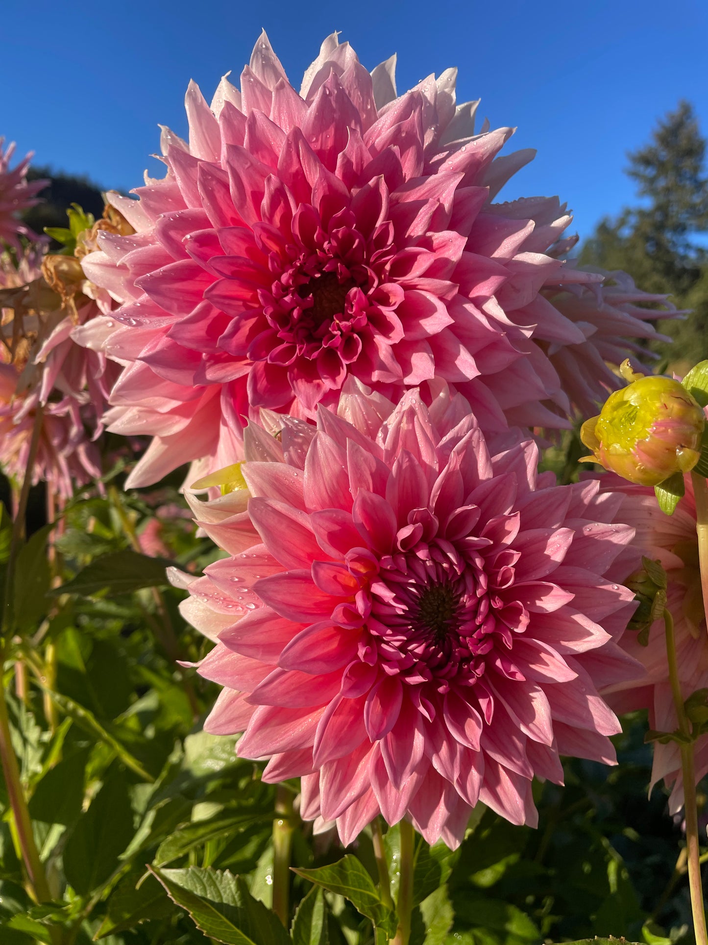 Wyn's Pink Pearl Dahlia Tuber