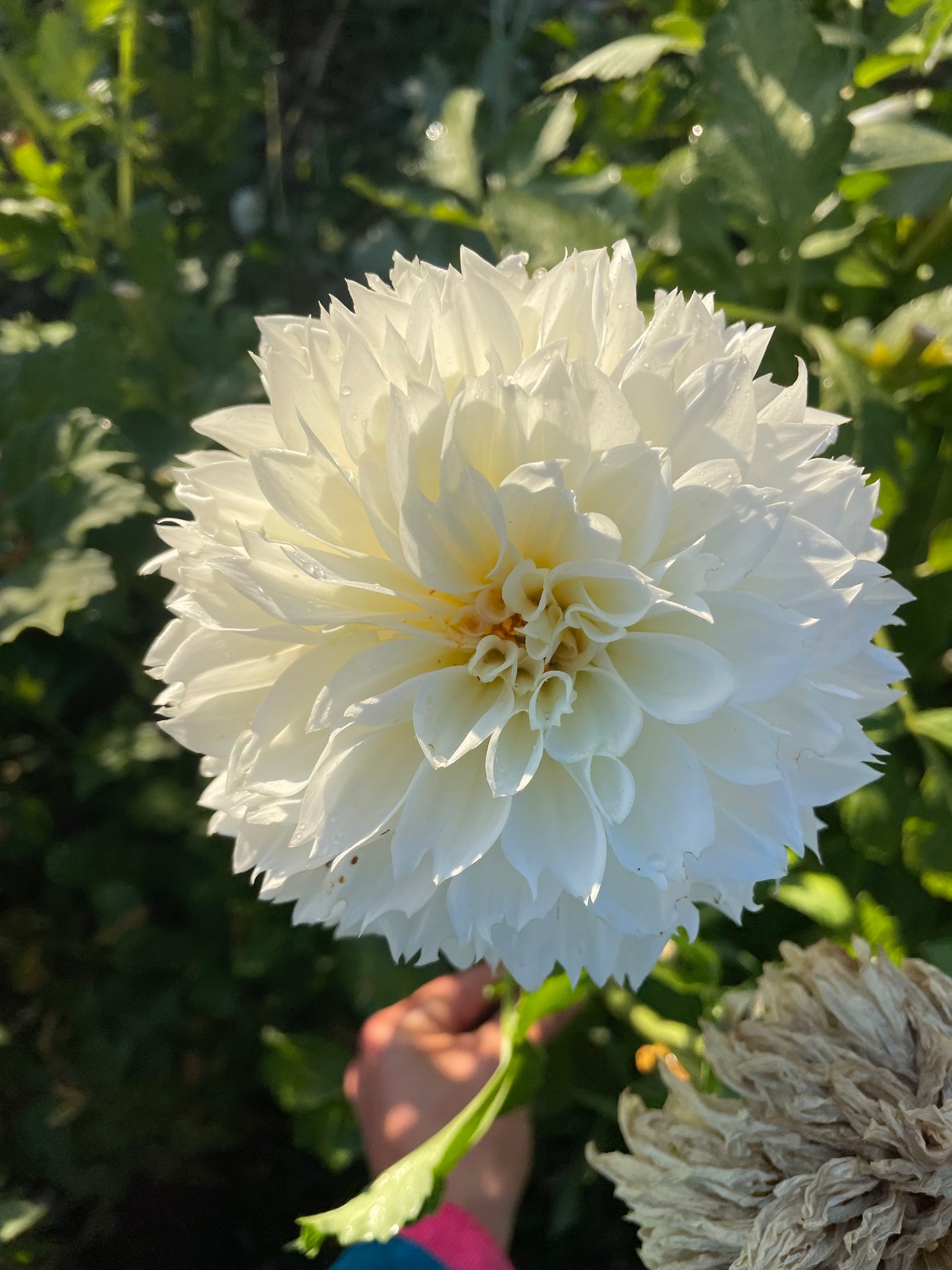 Gitt's Attention Dahlia Tuber
