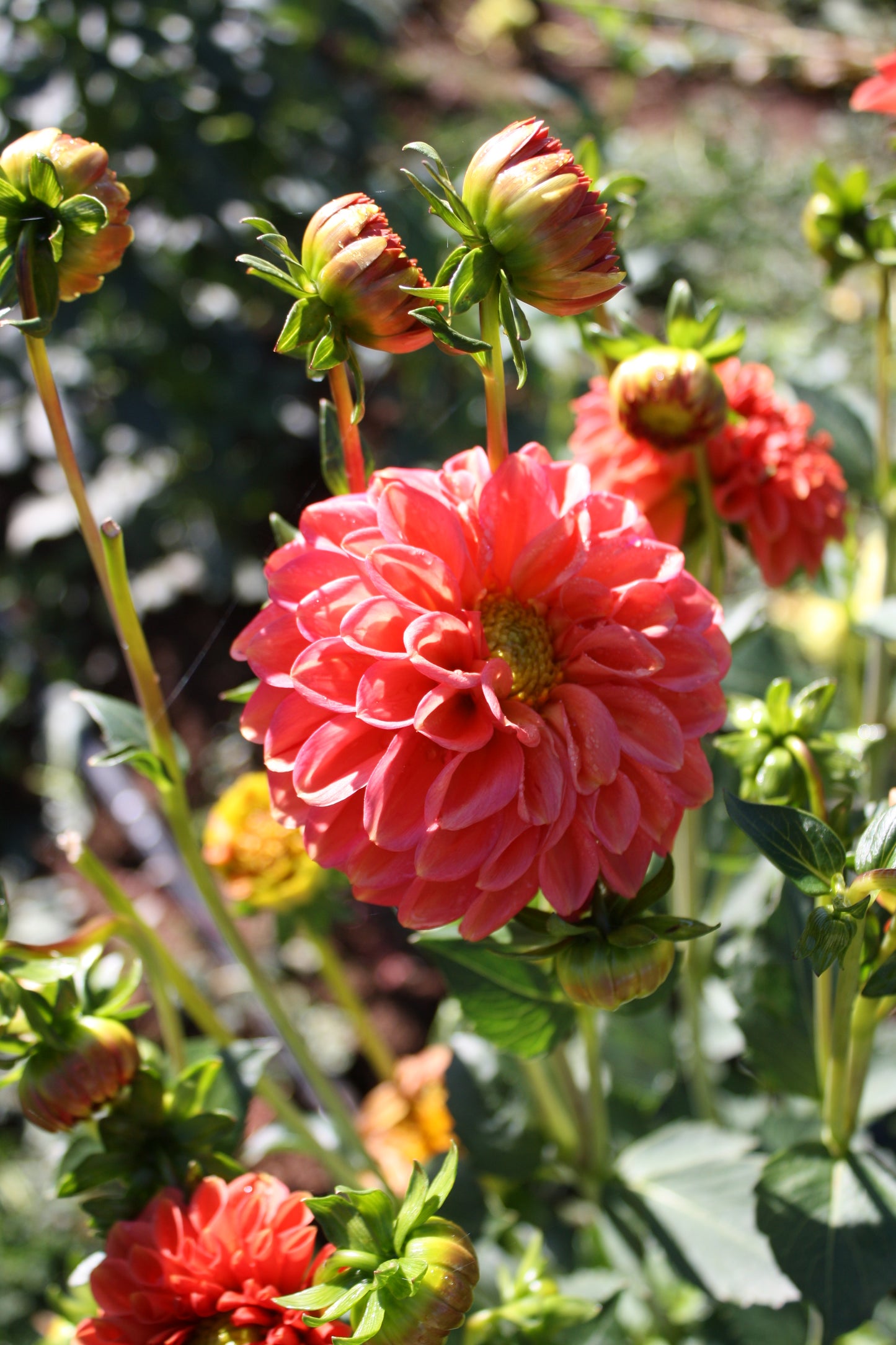 Zundert Mystery Fox Dahlia Tuber