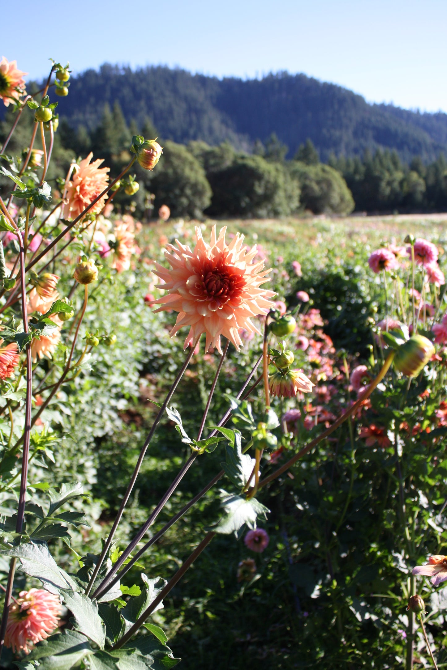 Terracotta Dahlia Tuber