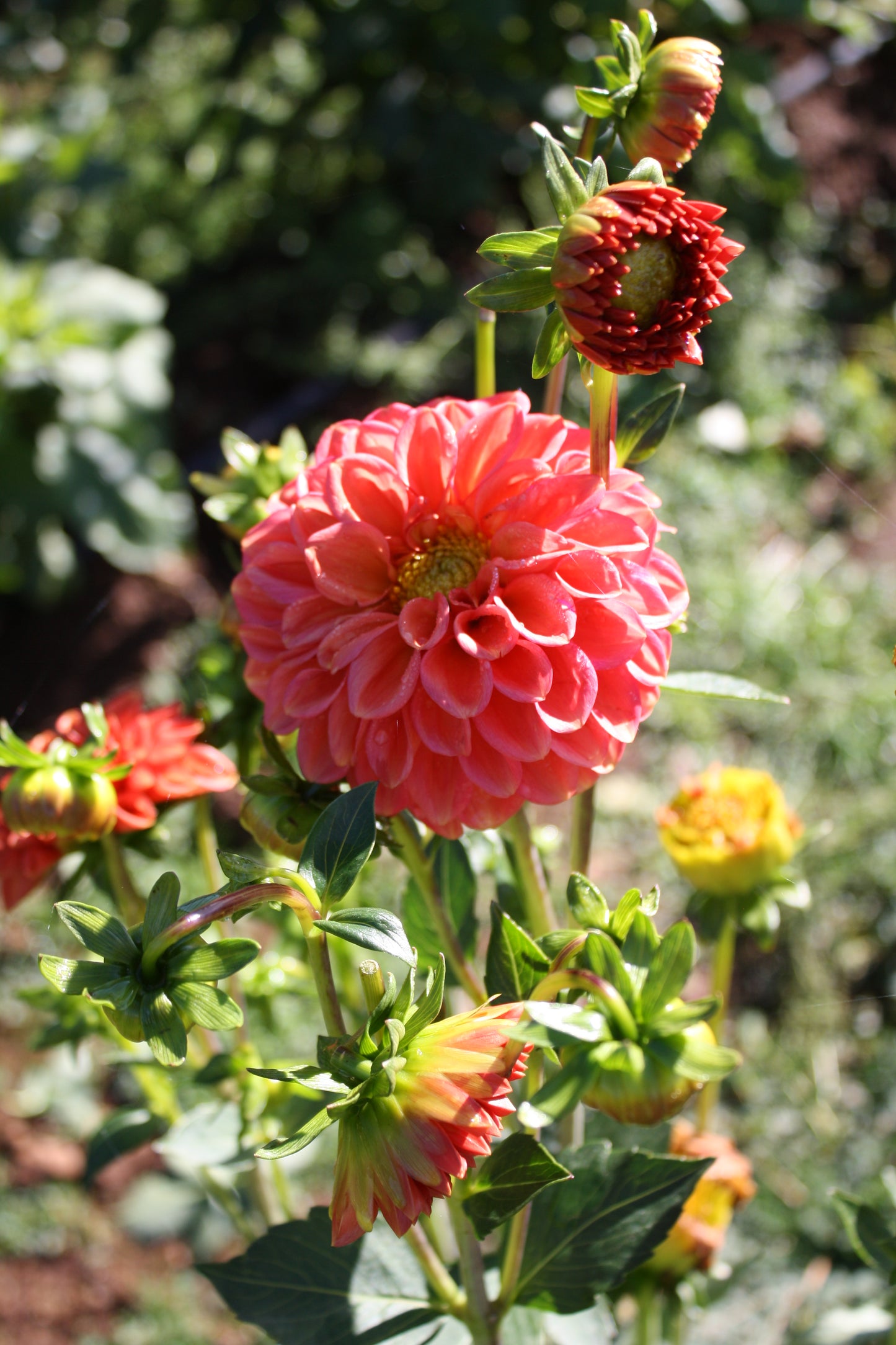 Zundert Mystery Fox Dahlia Tuber