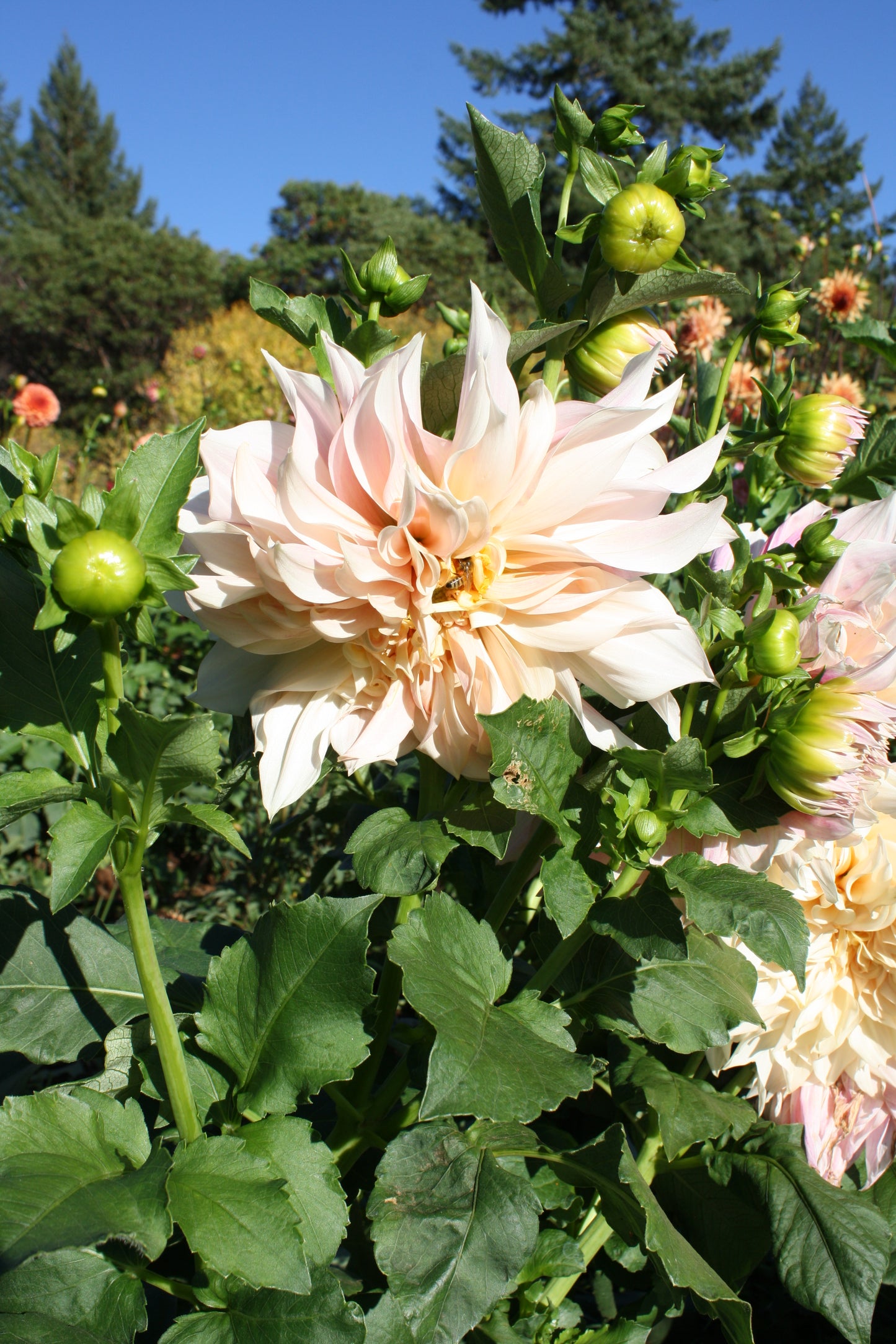 Cafe au Lait Dahlia Tuber