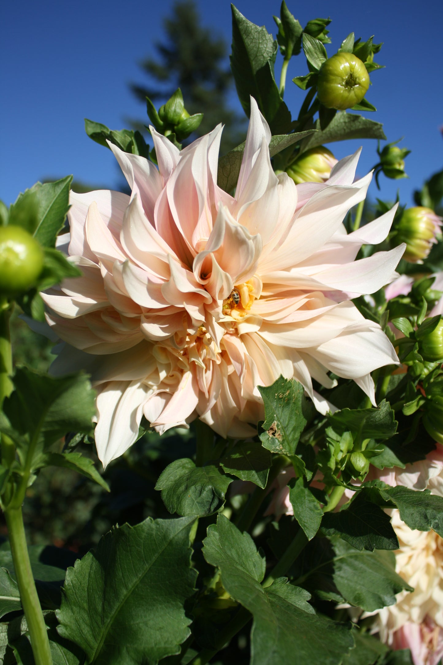 Cafe au Lait Dahlia Tuber