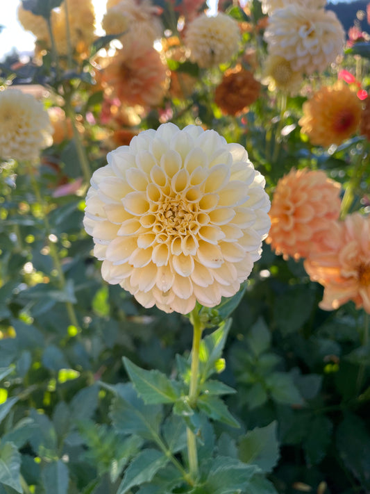 Creamy Dahlia Tuber