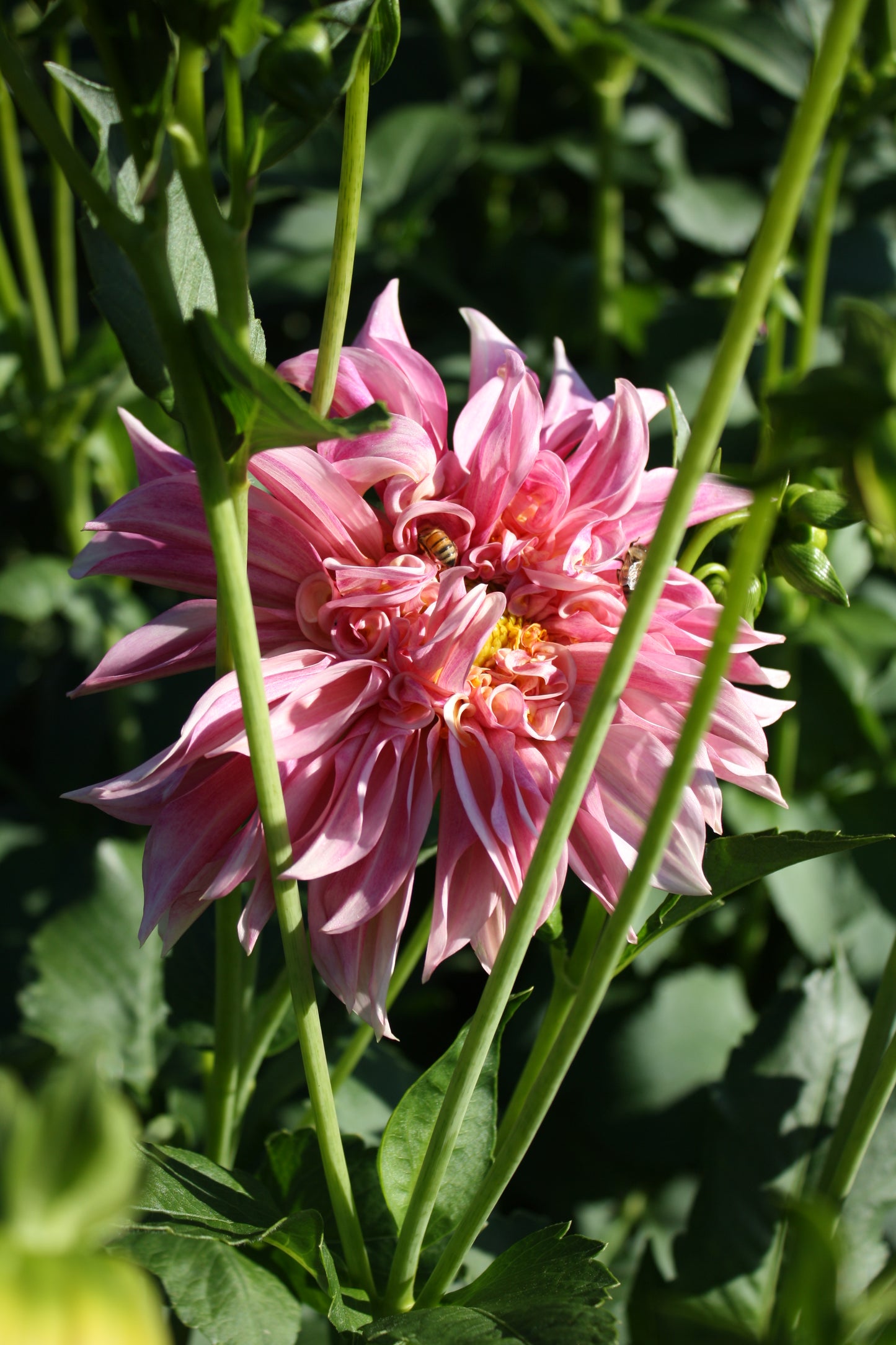 Cafe au Lait Royal Dahlia Tuber