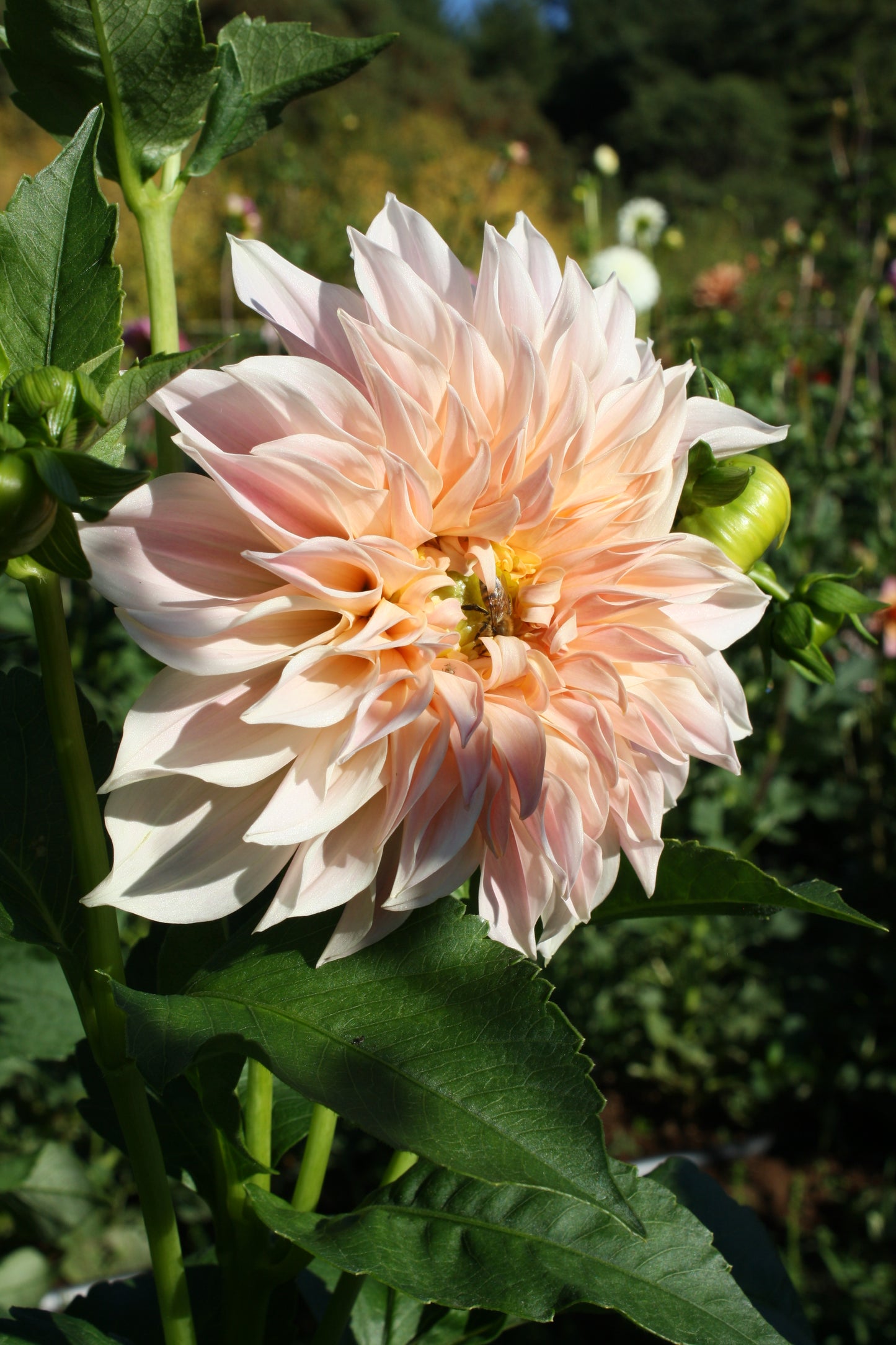 Cafe au Lait Dahlia Tuber