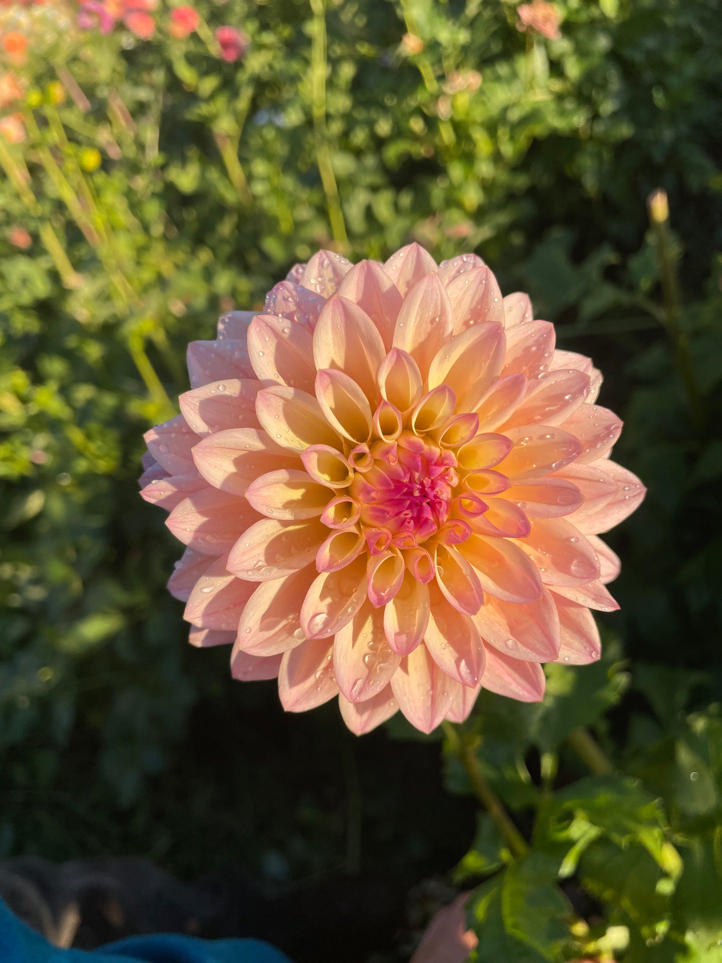 Coralie Dahlia Tuber