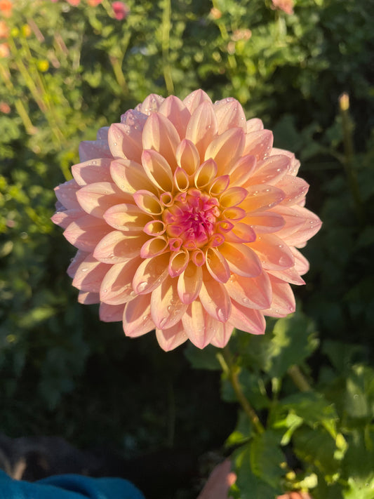 Coralie Dahlia Tuber