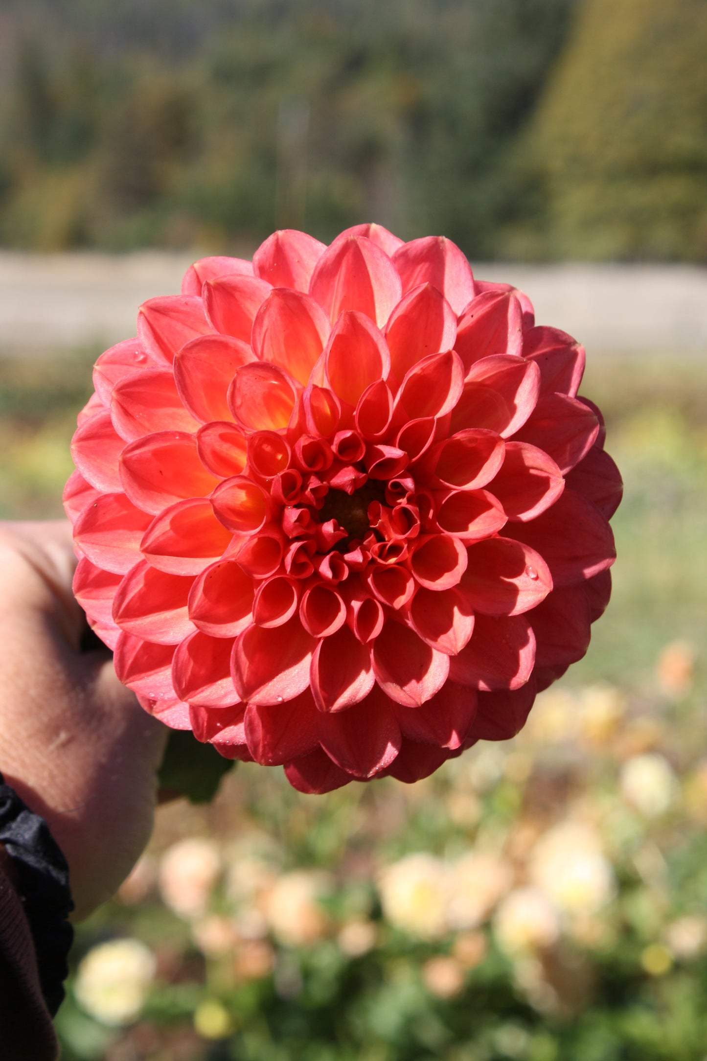 Chimacum Nadjae Dahlia Tuber