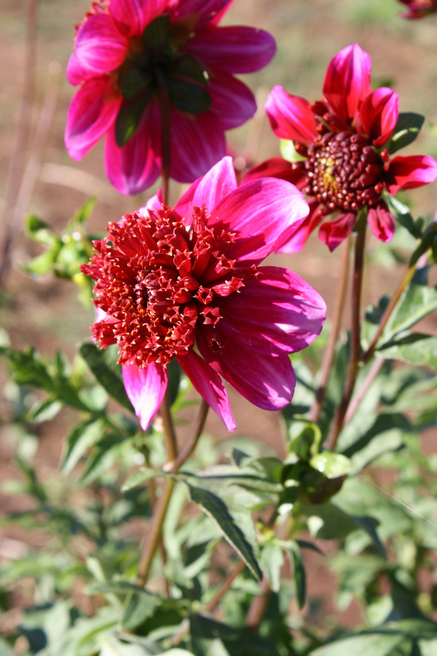 Rockstar Dahlia Tuber