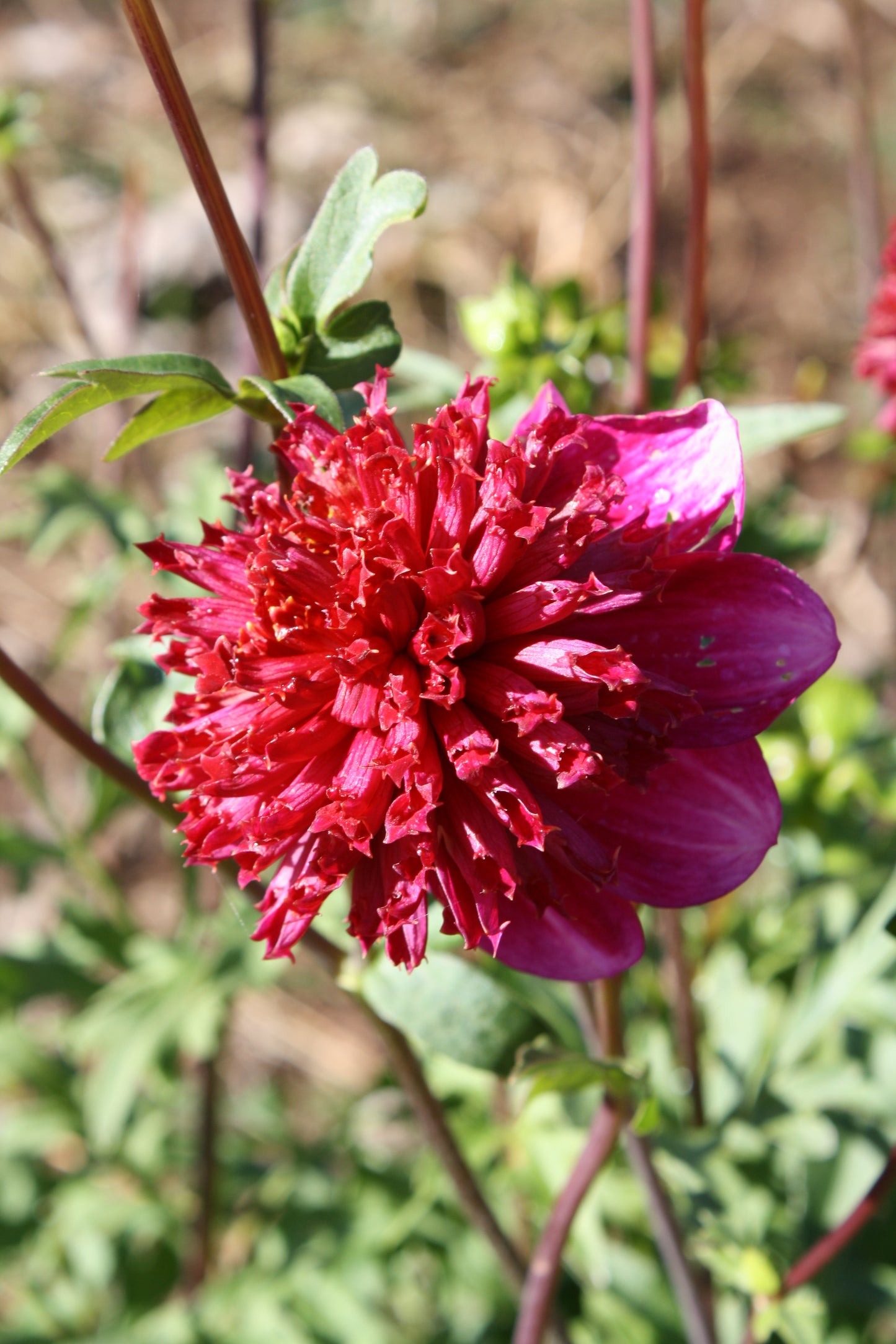 Rockstar Dahlia Tuber
