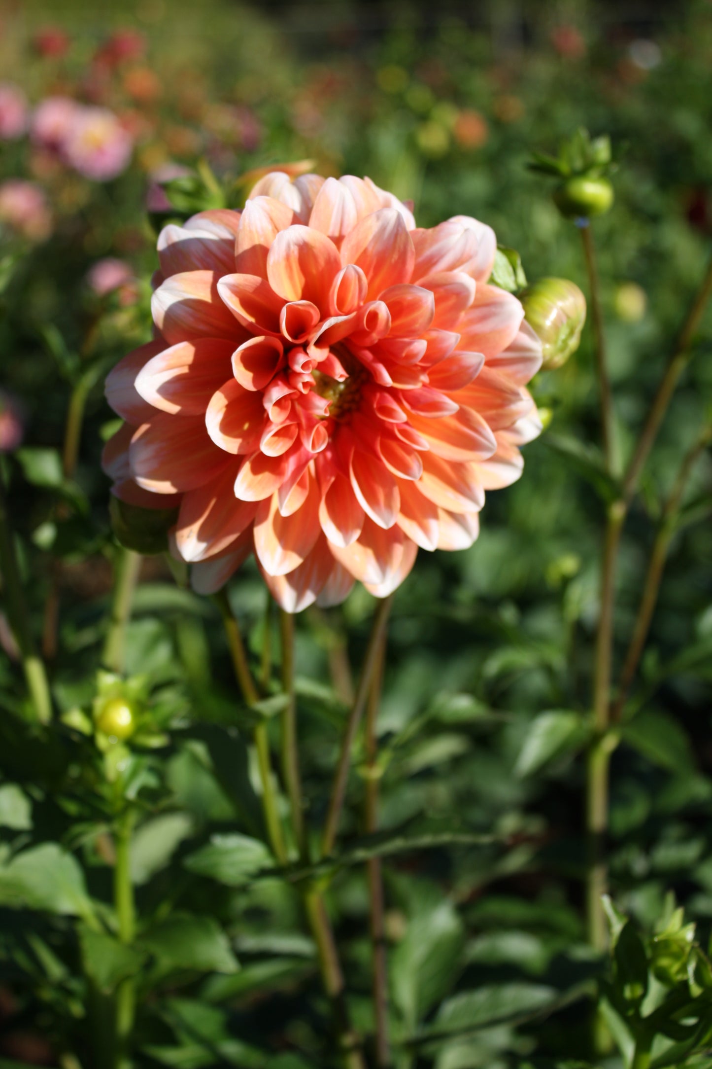 Connecticut Coral Dahlia Tuber