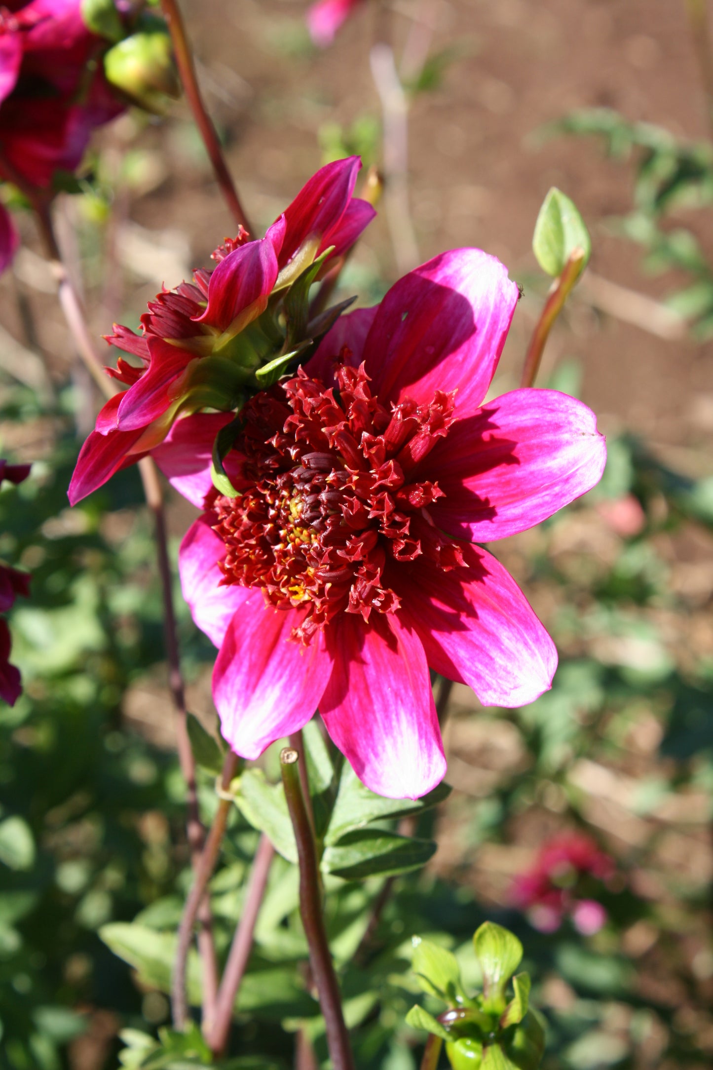 Rockstar Dahlia Tuber