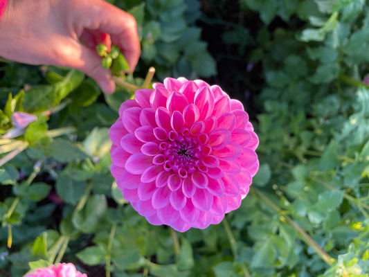 Chimacum Katie Dahlia Tuber