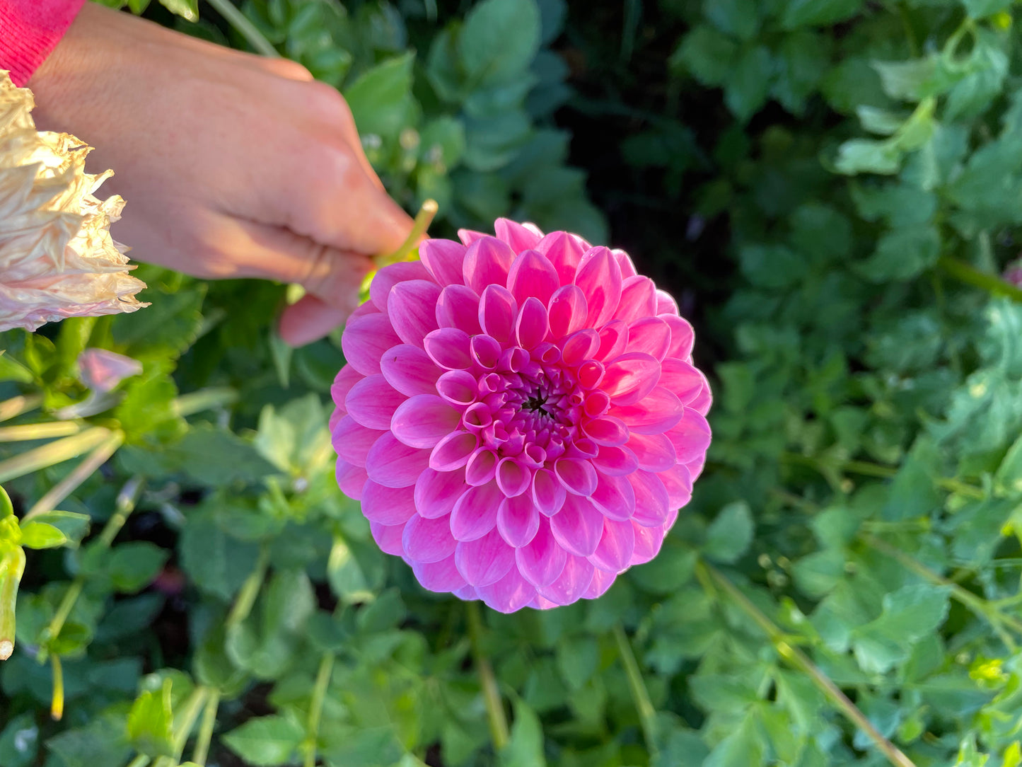 Chimacum Katie Dahlia Tuber