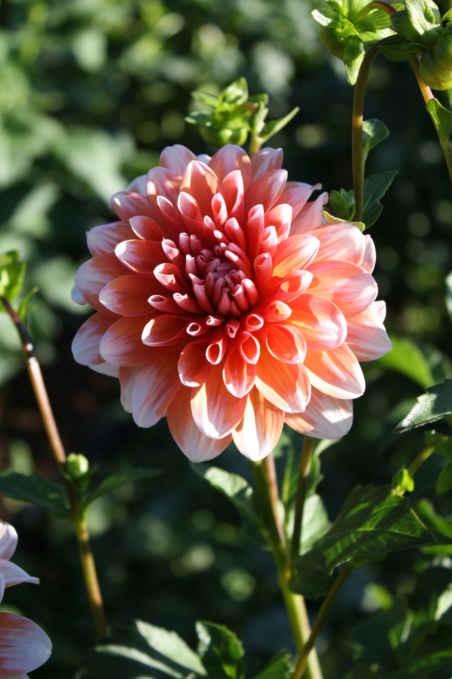 Connecticut Coral Dahlia Tuber
