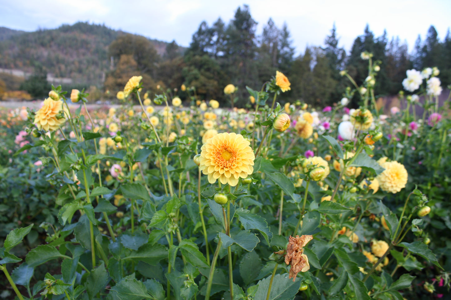 Golden Scepter Dahlia Tuber