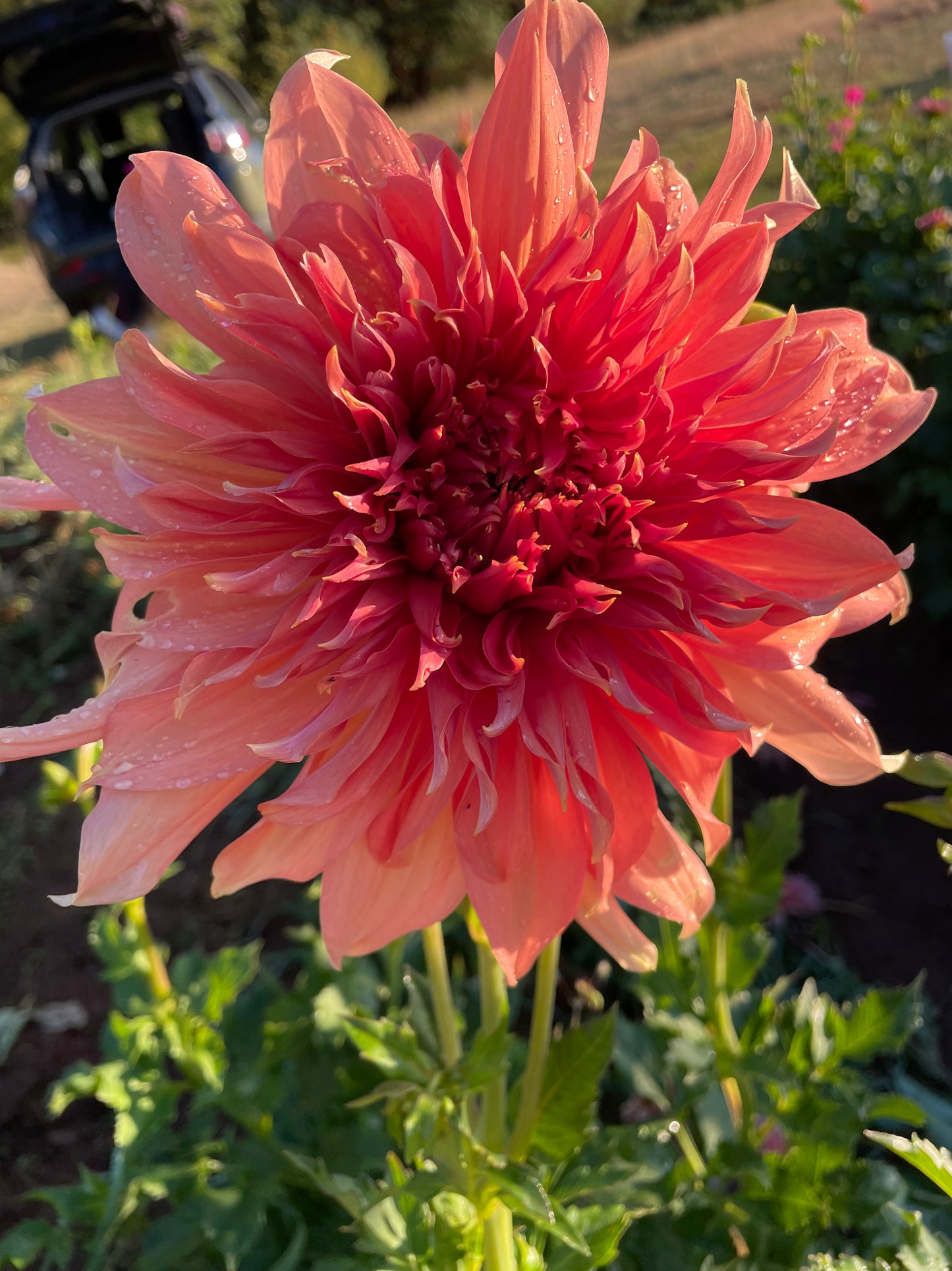 Fairway Spur Dahlia Tuber