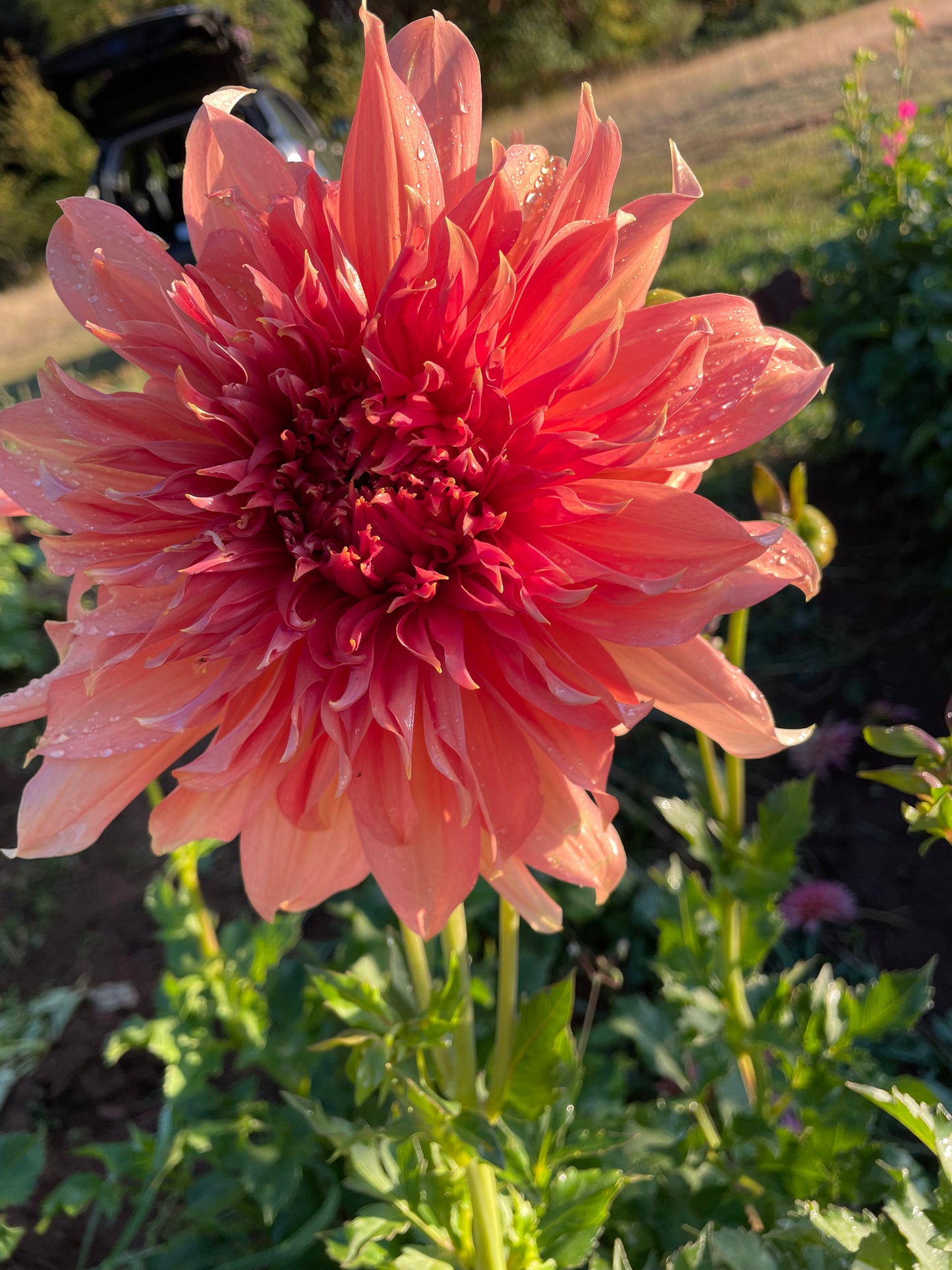Fairway Spur Dahlia Tuber