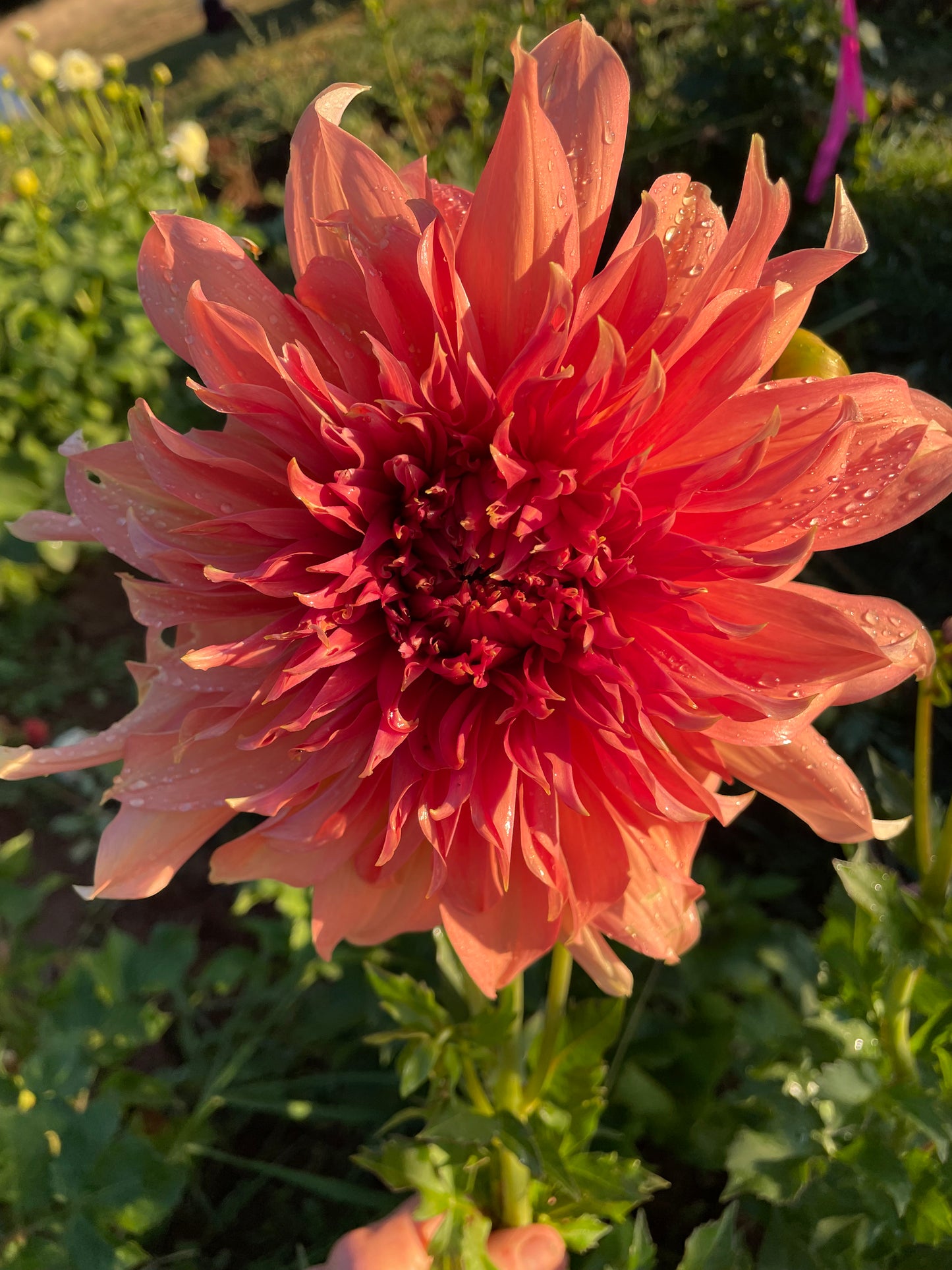 Fairway Spur Dahlia Tuber