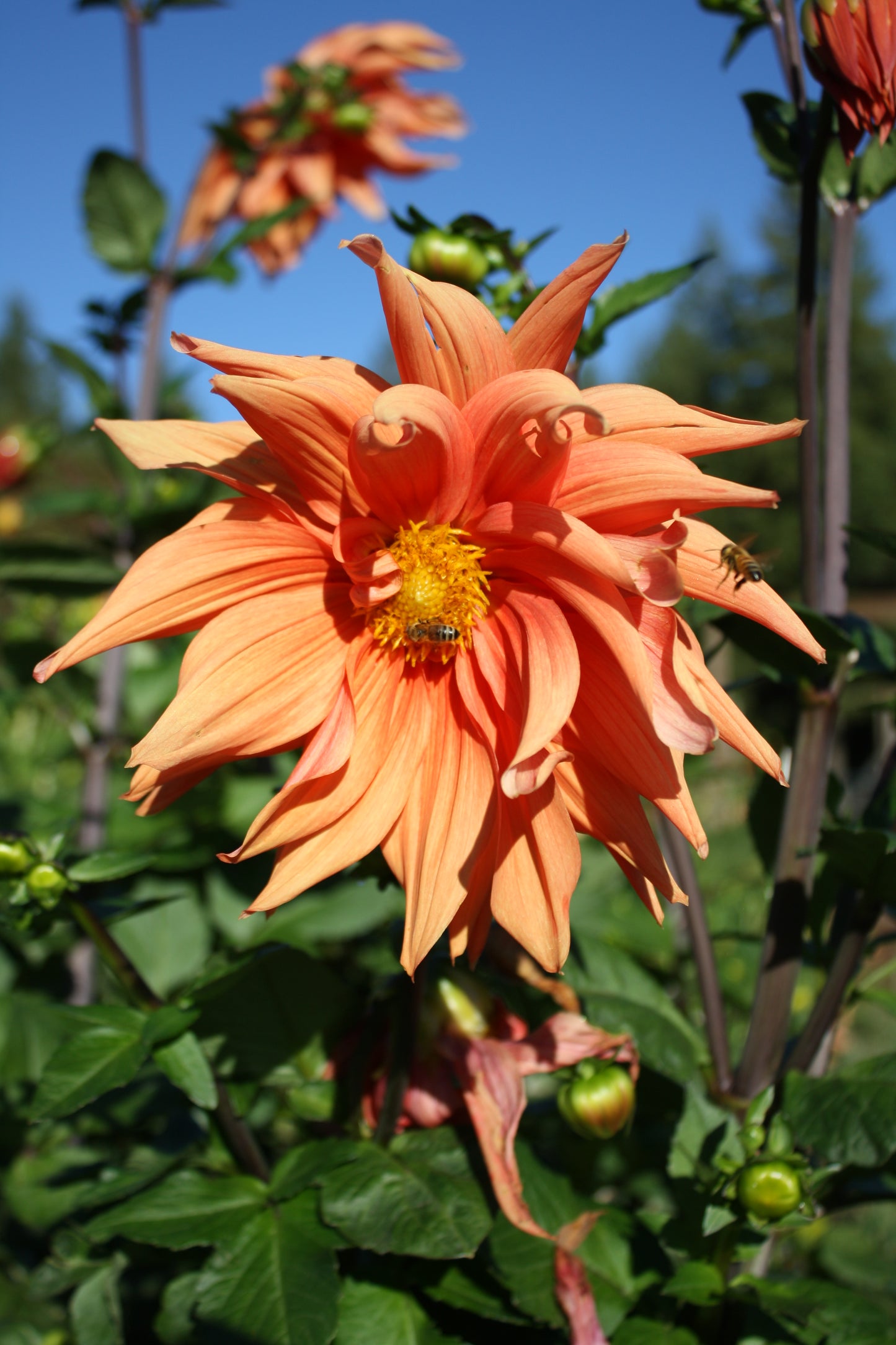 Color Spectacle Dahlia Tuber