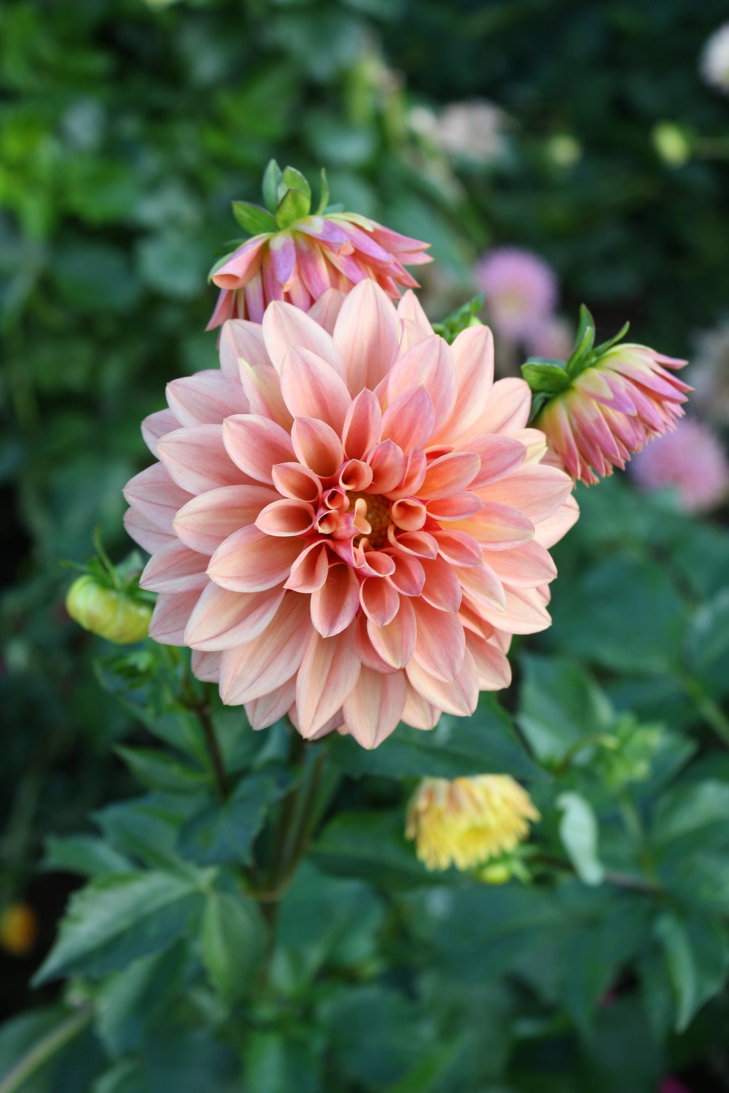 Miss Amara Dahlia Tuber