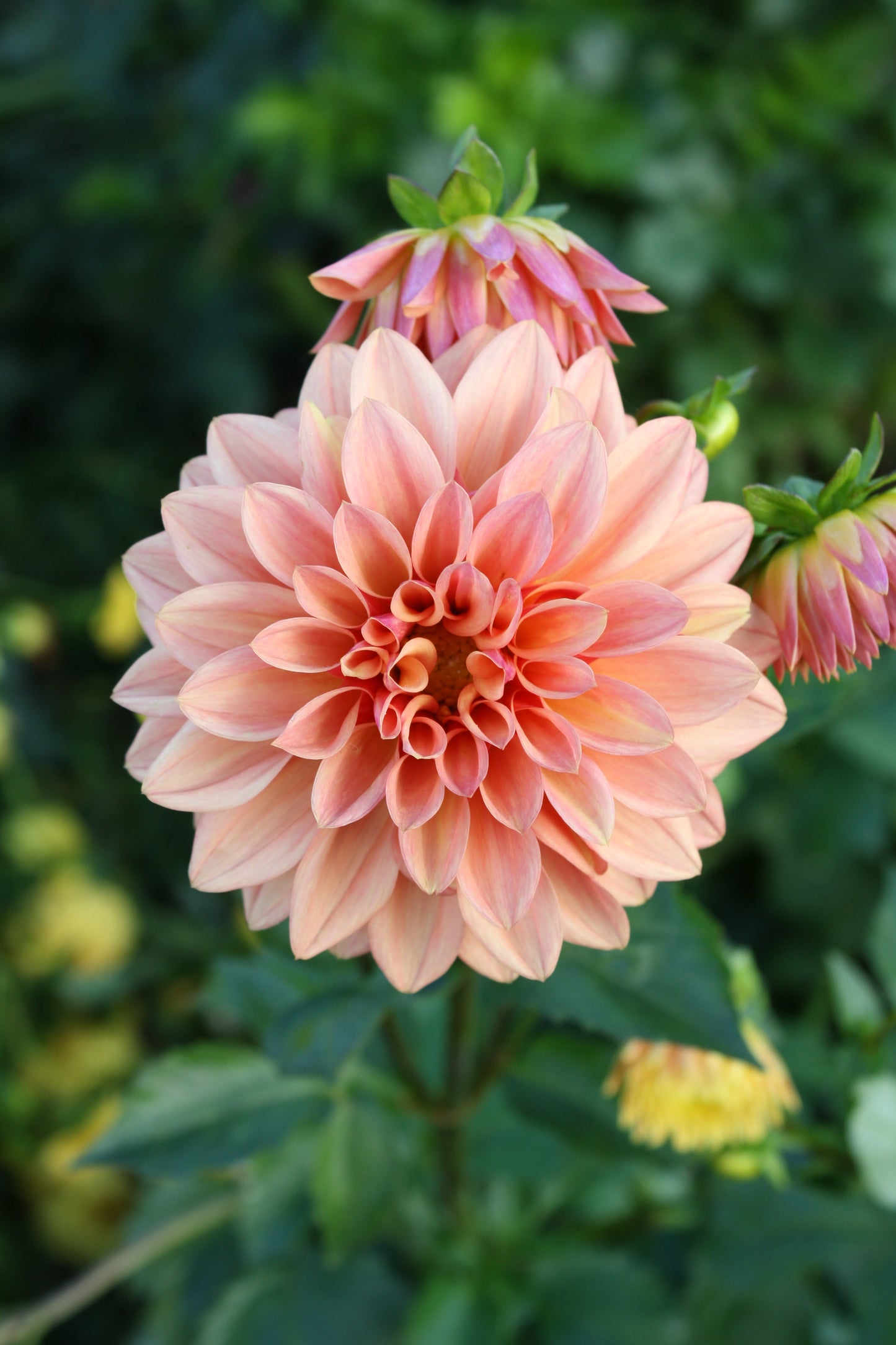 Miss Amara Dahlia Tuber