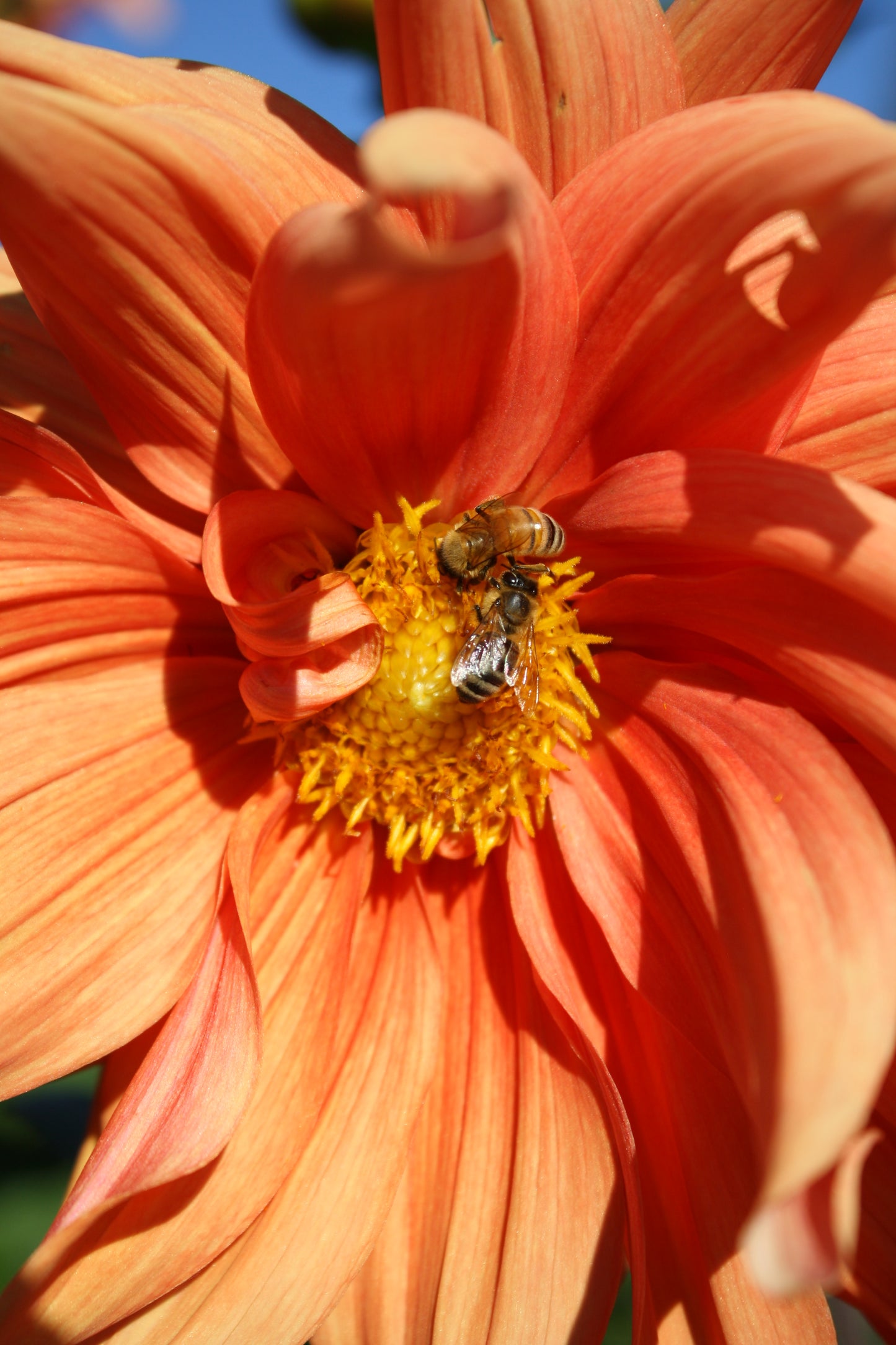 Color Spectacle Dahlia Tuber