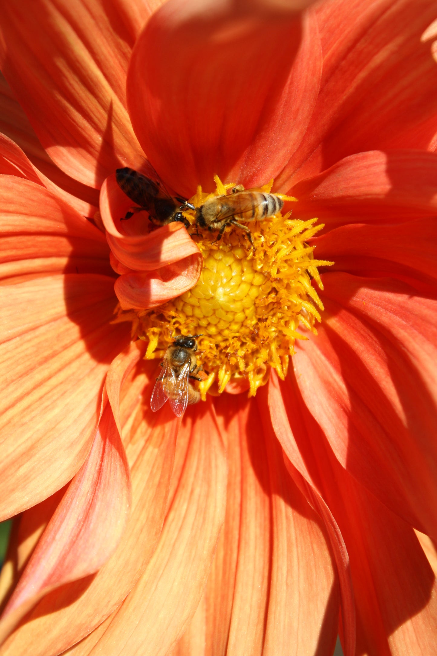 Color Spectacle Dahlia Tuber