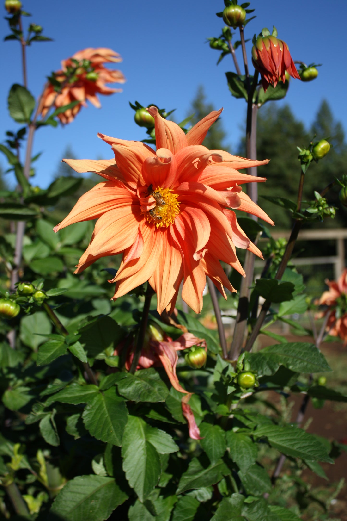 Color Spectacle Dahlia Tuber