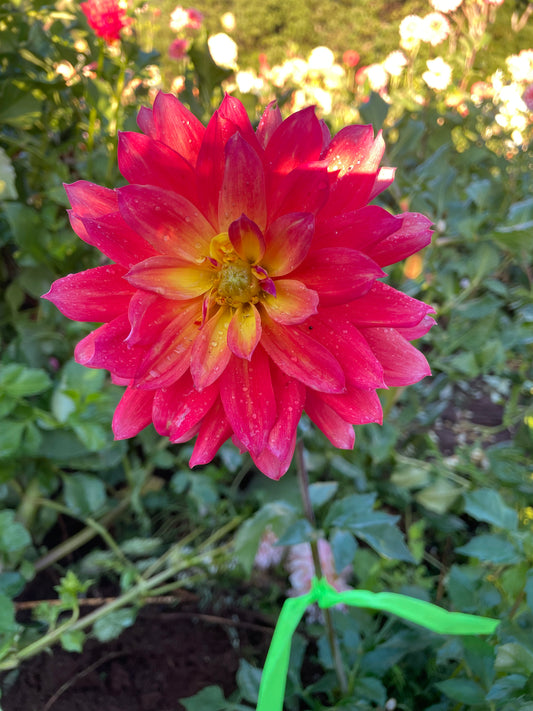 Firepot Dahlia Tuber