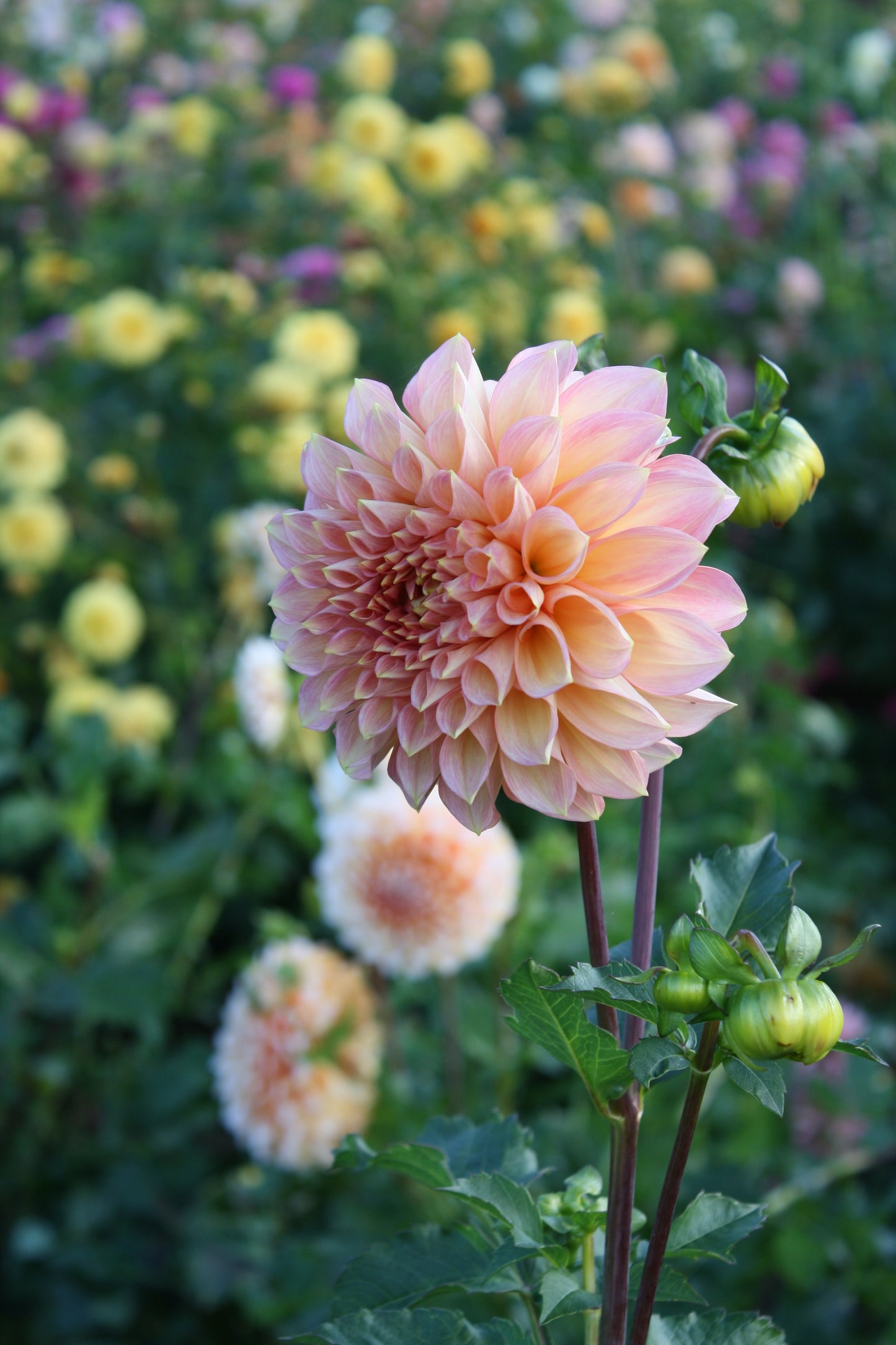 Scaur Swinton Dahlia Tuber