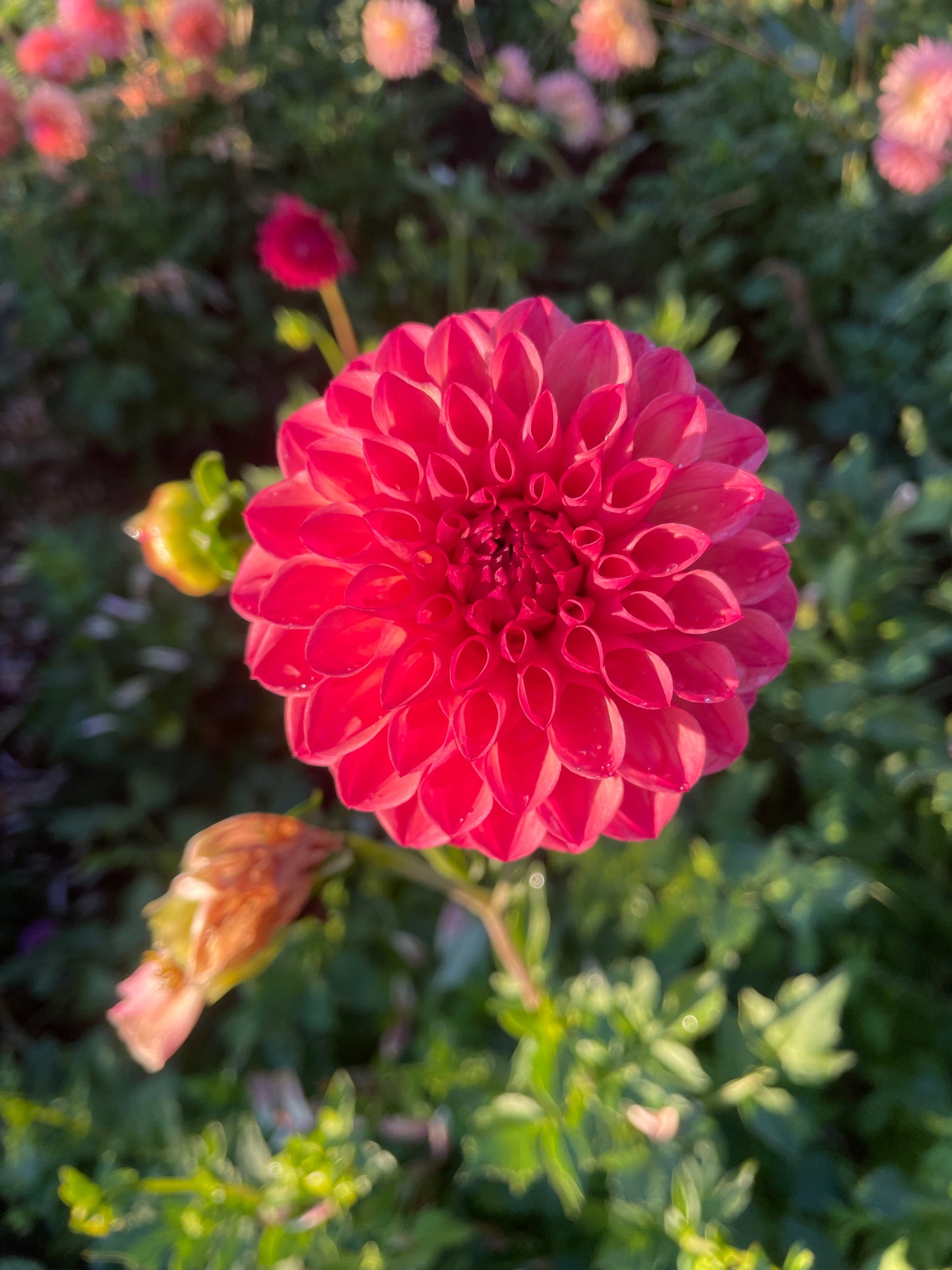 Chimacum Nadjae Dahlia Tuber
