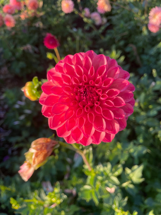 Chimacum Nadjae Dahlia Tuber
