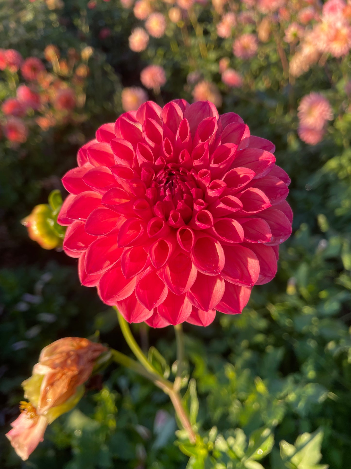 Chimacum Nadjae Dahlia Tuber